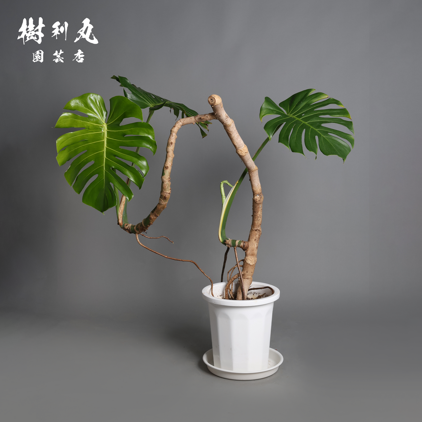 風に抗わず、根を張る - モンステラ