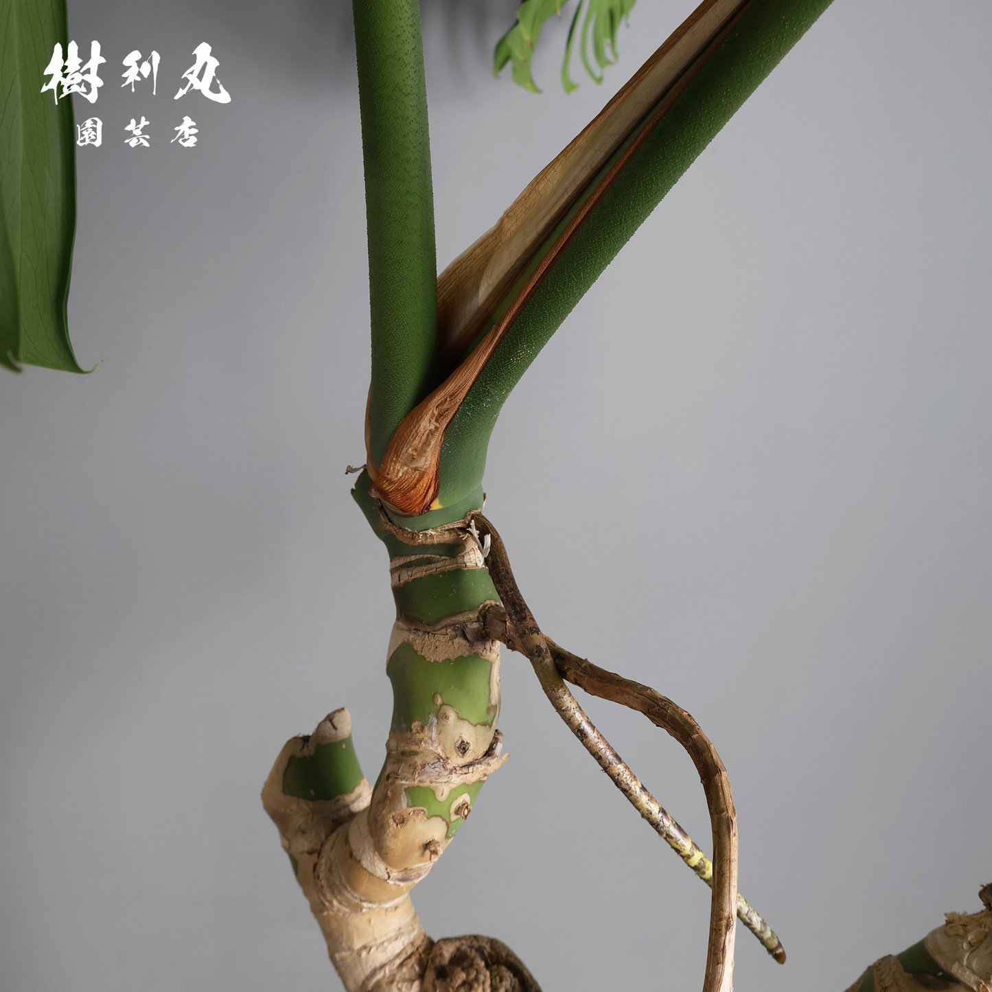 混沌を刻み、美しさに変える - モンステラ