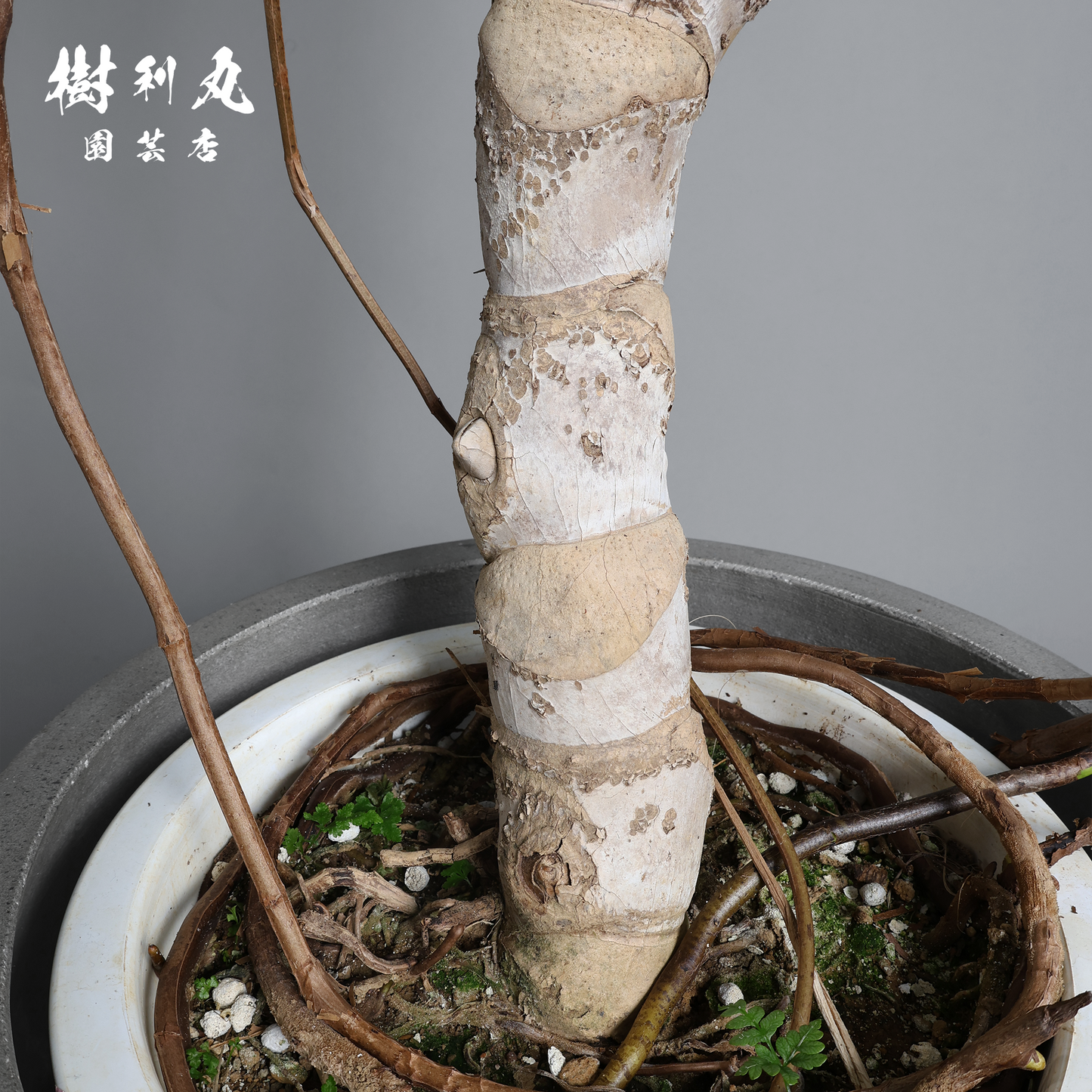 混沌を刻み、美しさに変える - モンステラ