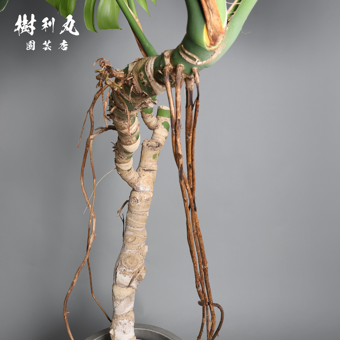 混沌を刻み、美しさに変える - モンステラ