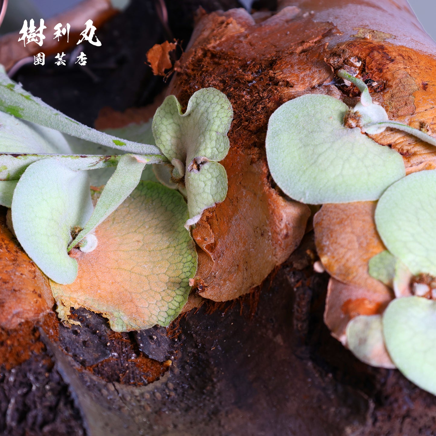 浮かぶ緑に、策あり - ビカクシダ