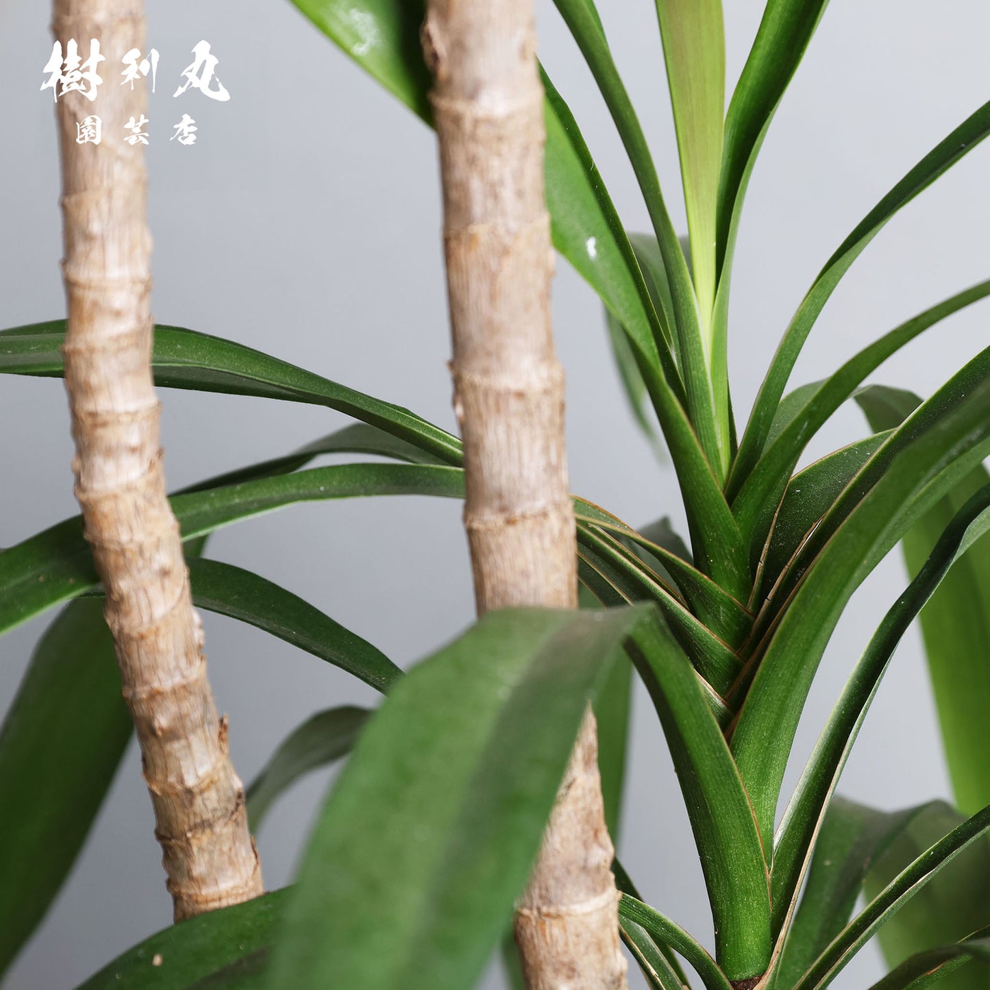 揺れながら、揺るがない - コルジリネ・ストリクタ