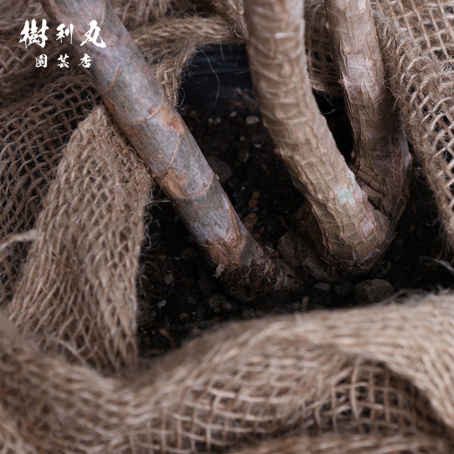 不揃いに、力が宿る - ドラセナ