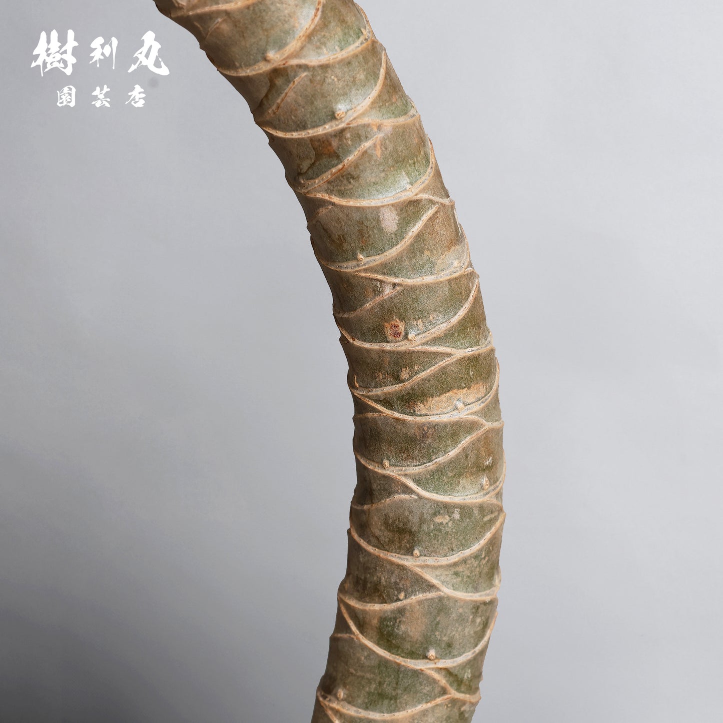 内圧で放つ、無音の弧 - ドラセナ