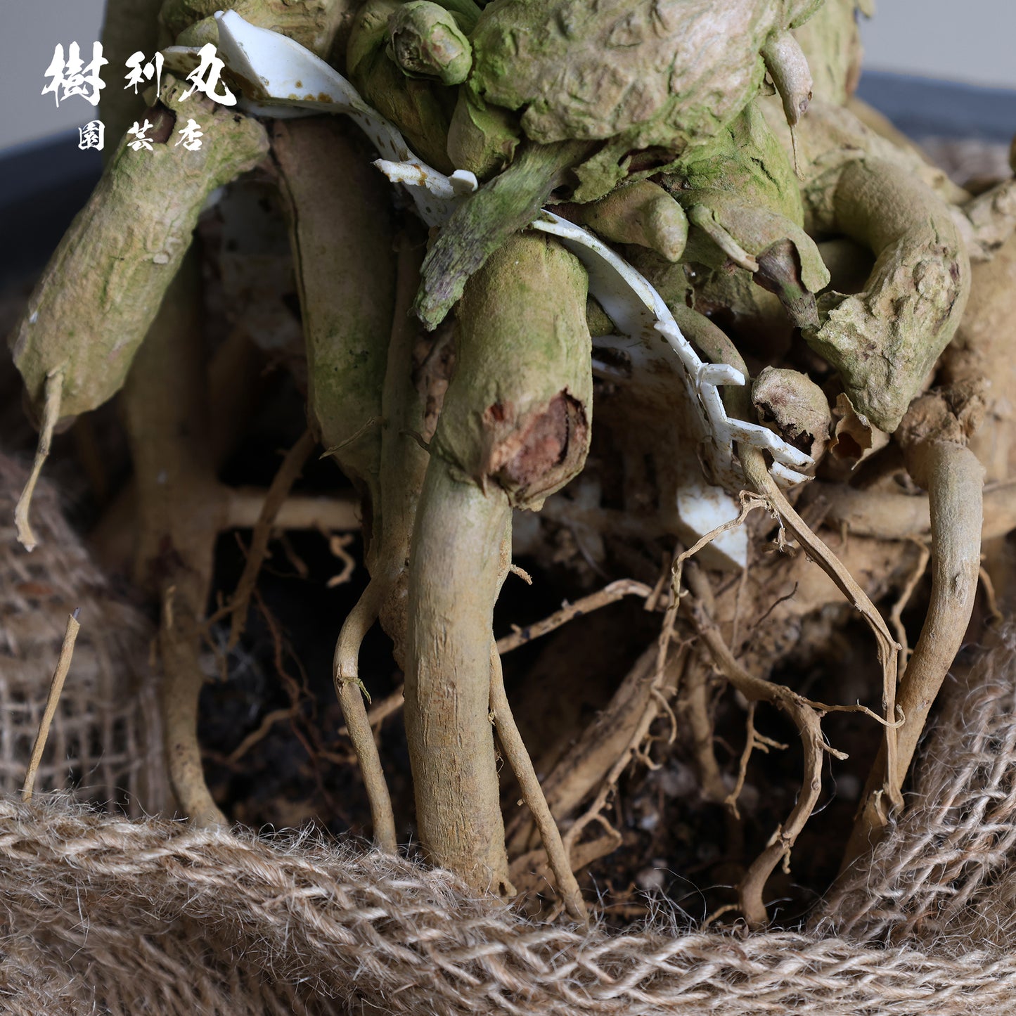 静かなる胆力 - ドラセナ