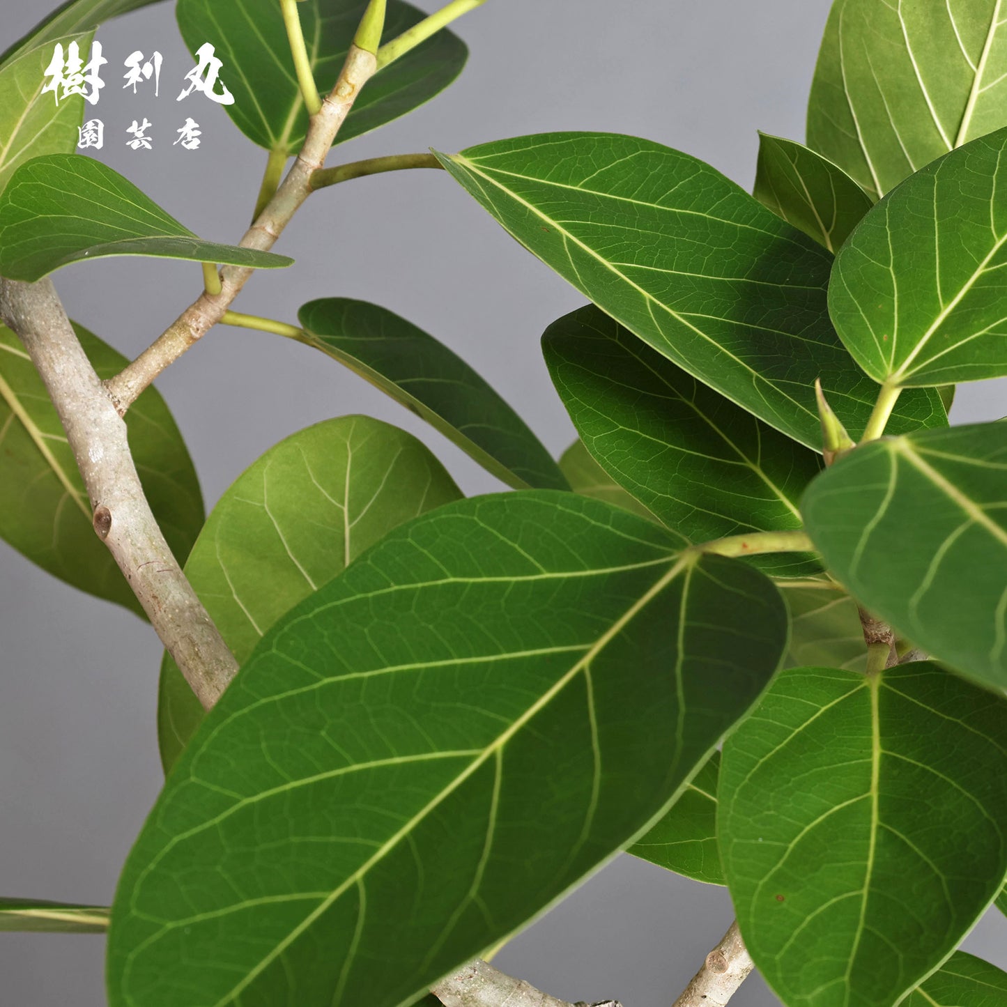 包み、伸びる - フィカス ベンガレンシス