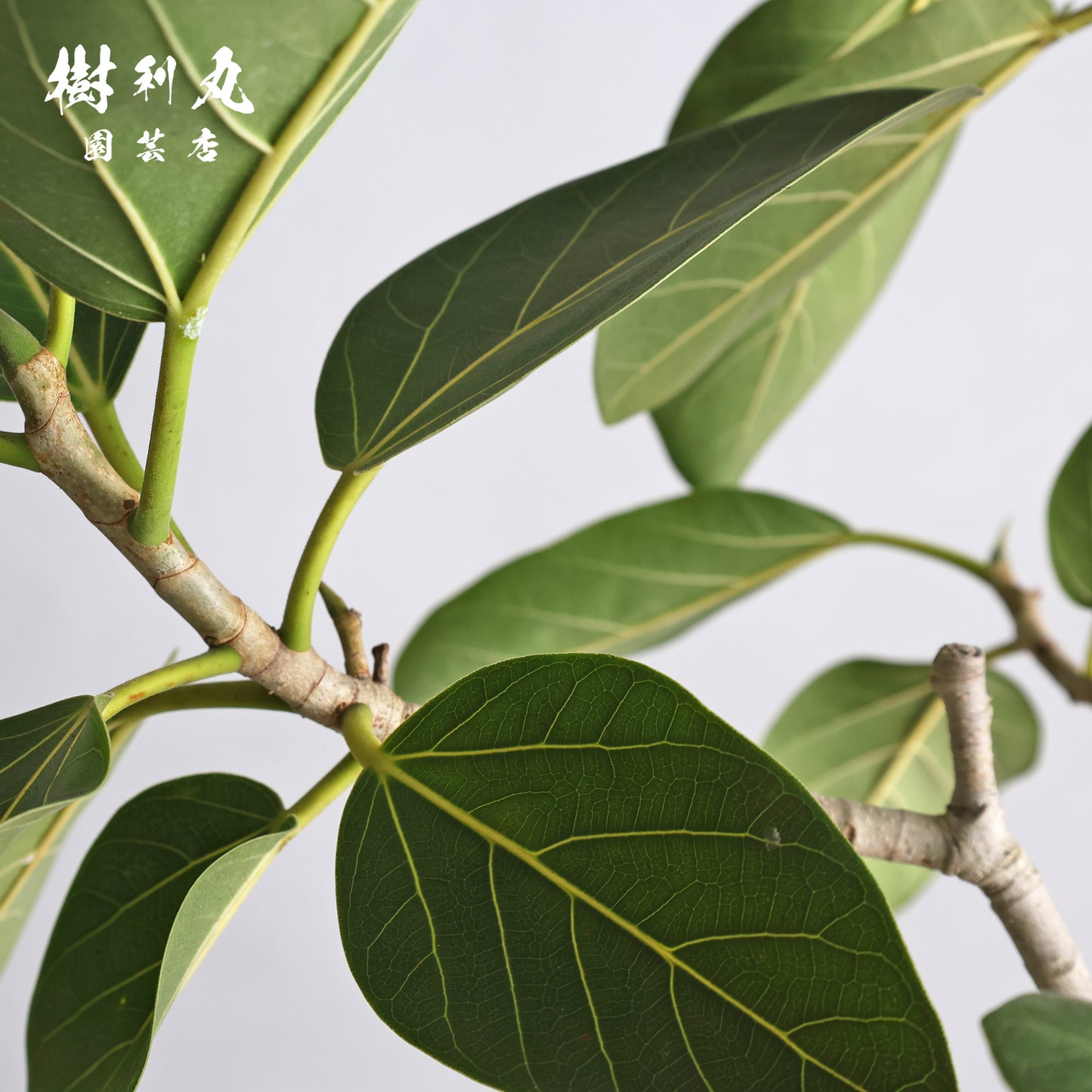 横へ、深く - フィカス ベンガレンシス