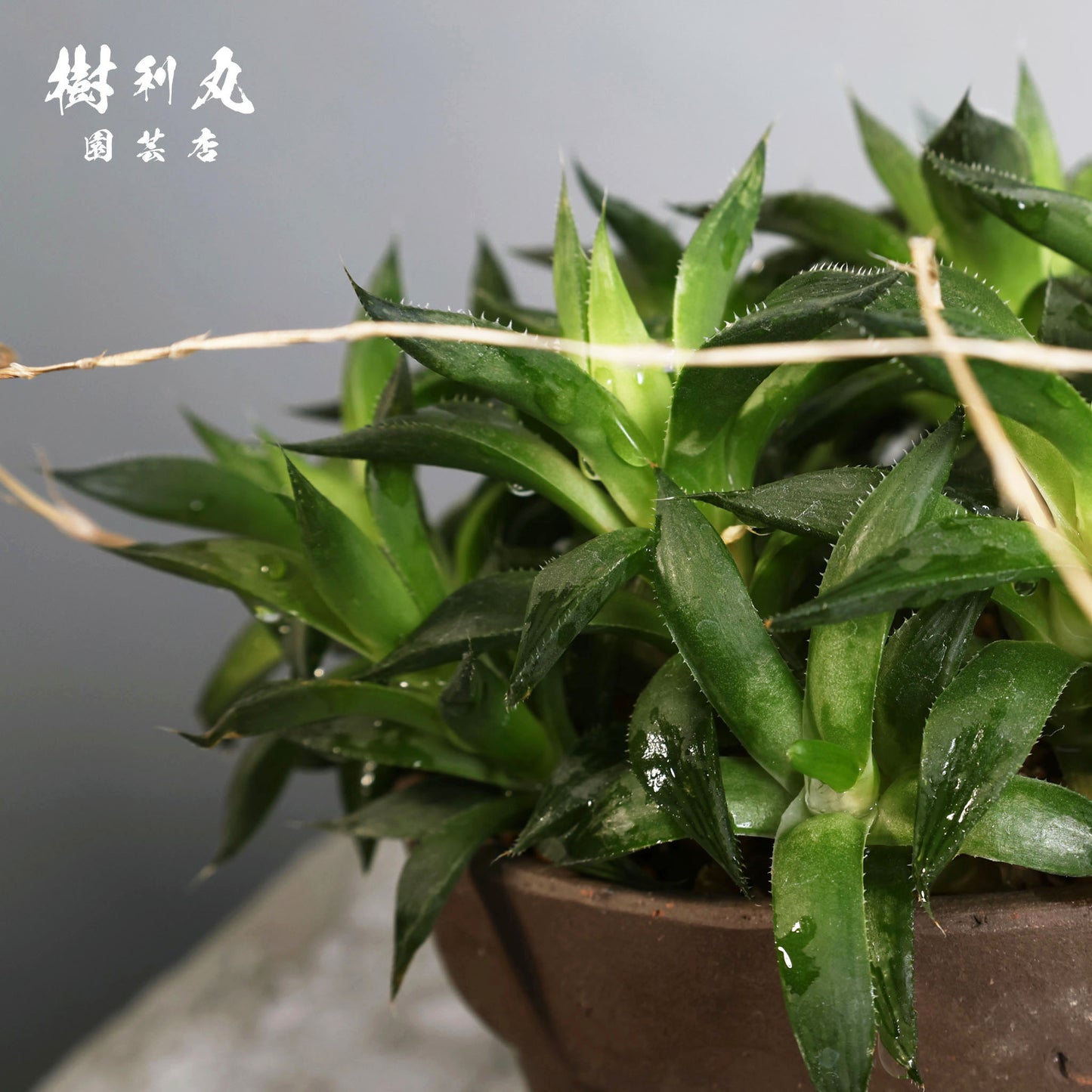 密やかに、力を結ぶ - ハオルチア