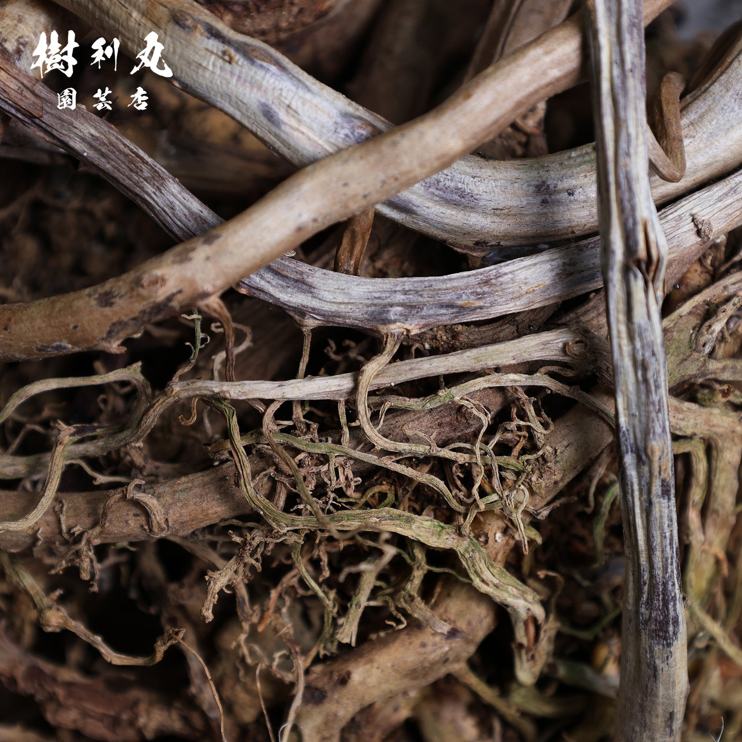 混線のなかに、強さ宿す - クッカバラ