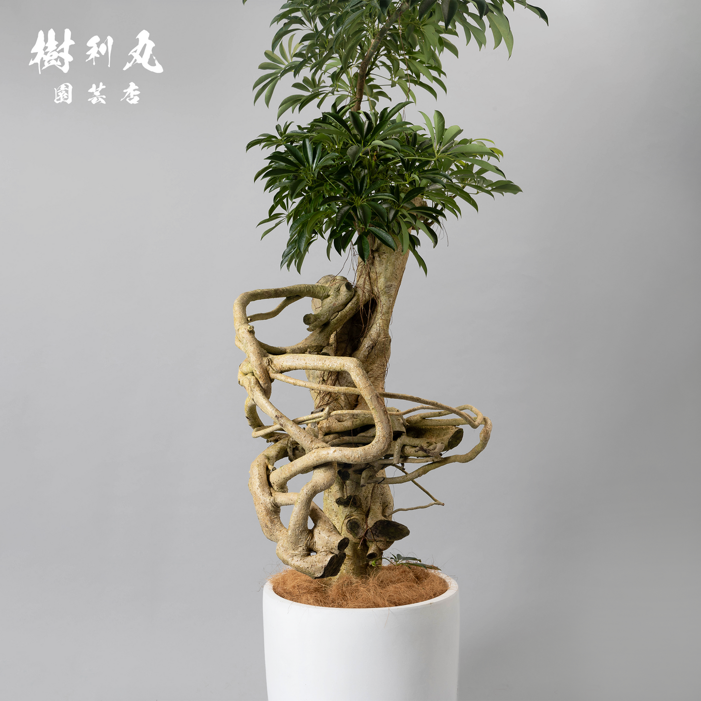 風を纏う骨 - シェフレラ