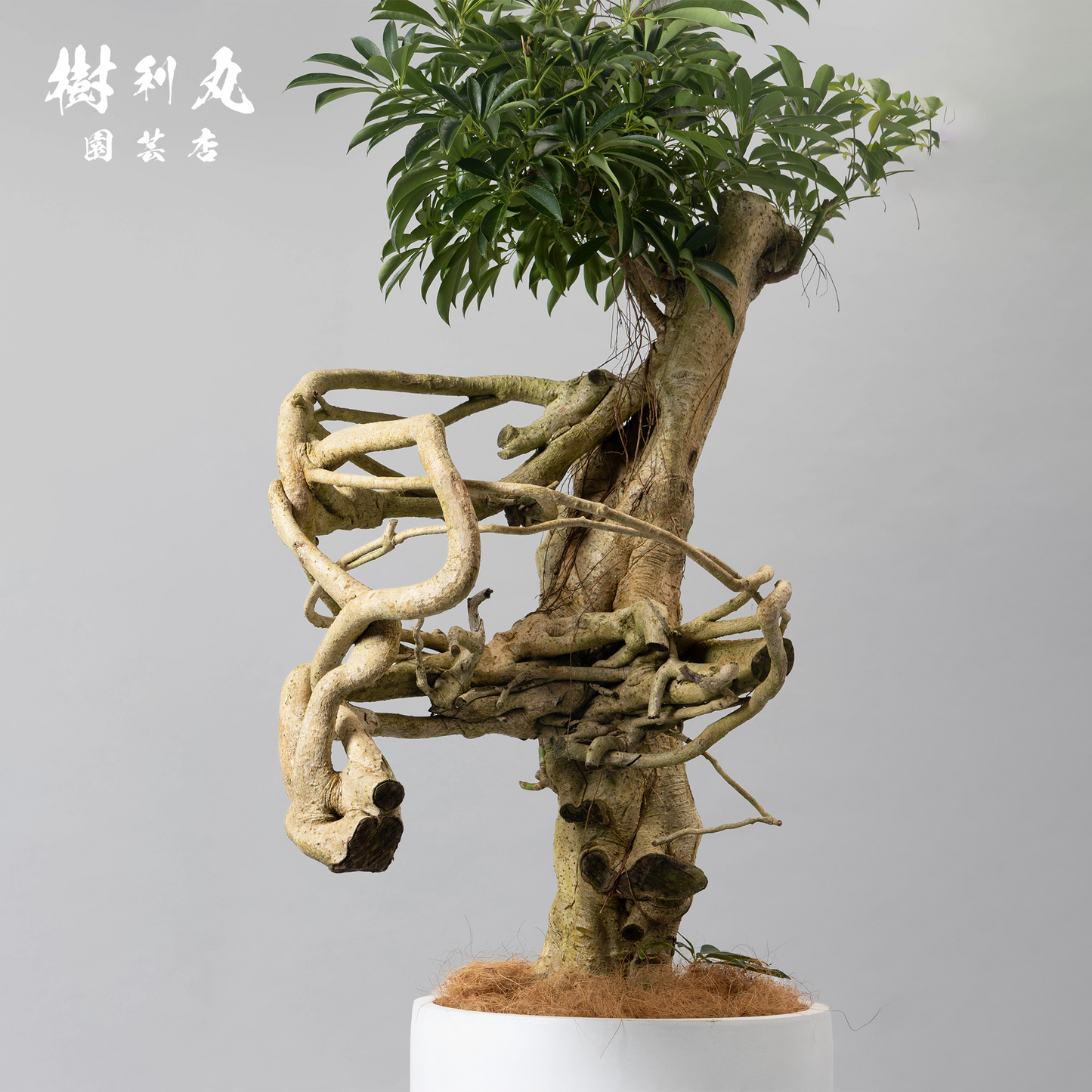 風を纏う骨 - シェフレラ