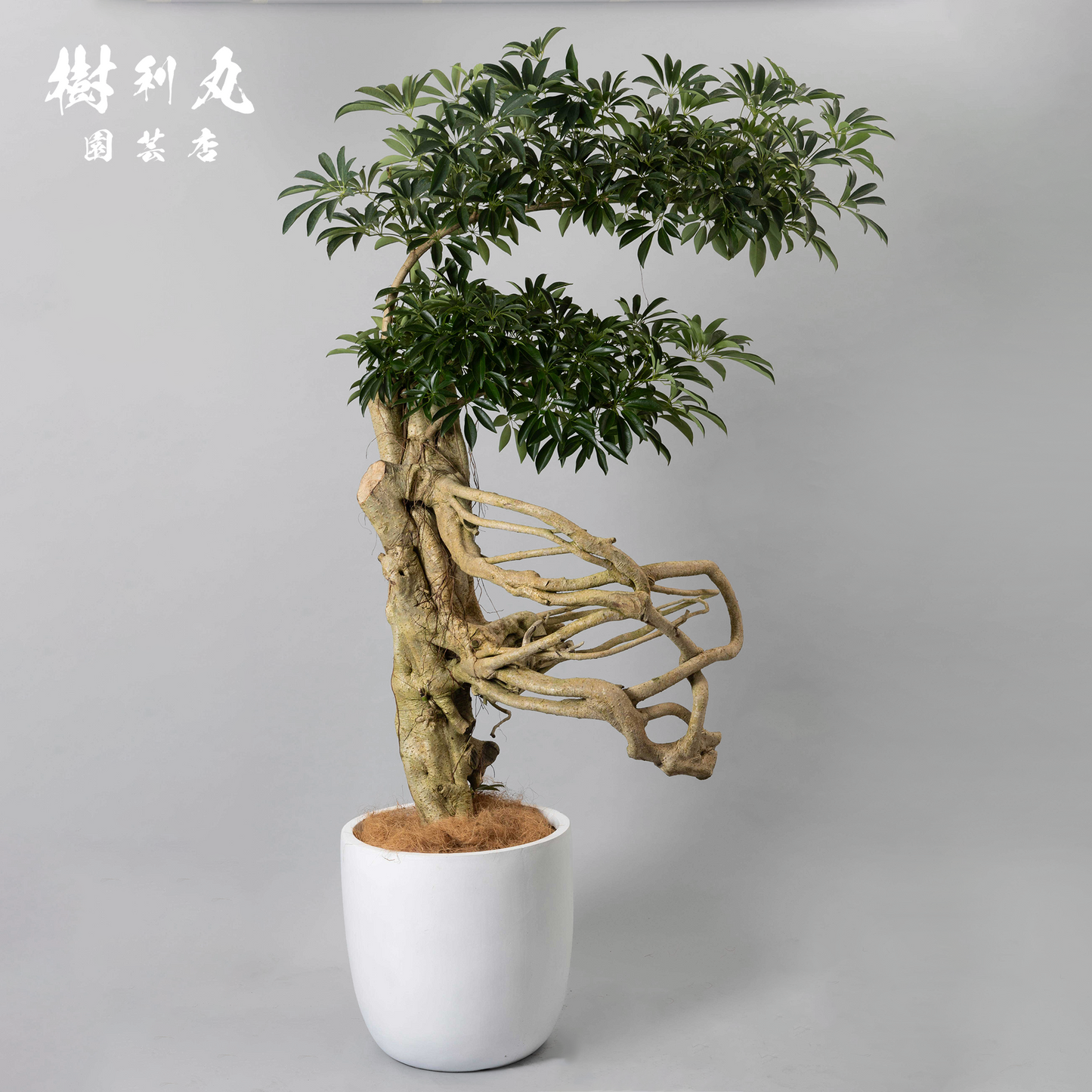 風を纏う骨 - シェフレラ