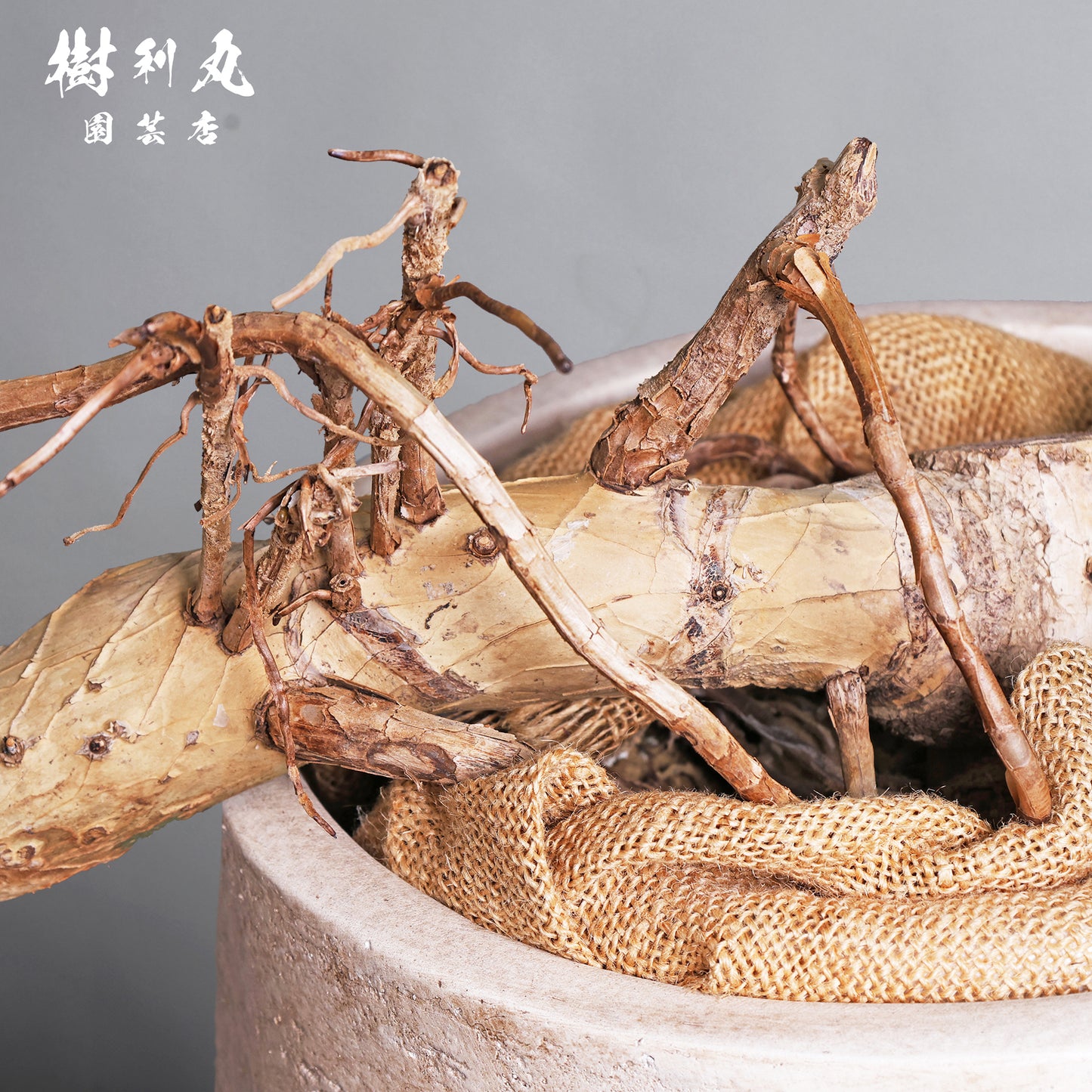 切れ込みに宿る、変革の意志をもつ - モンステラ