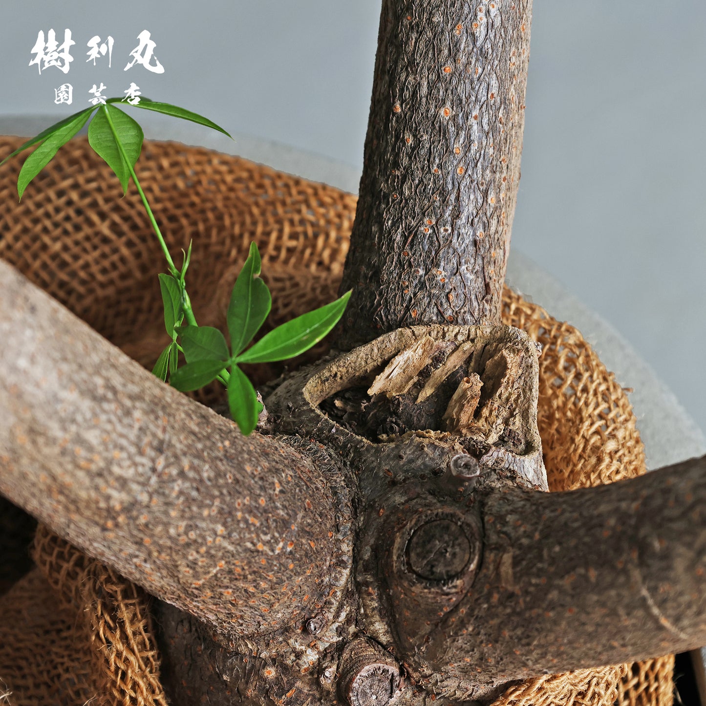 直感を枝に委ねて - パキラ