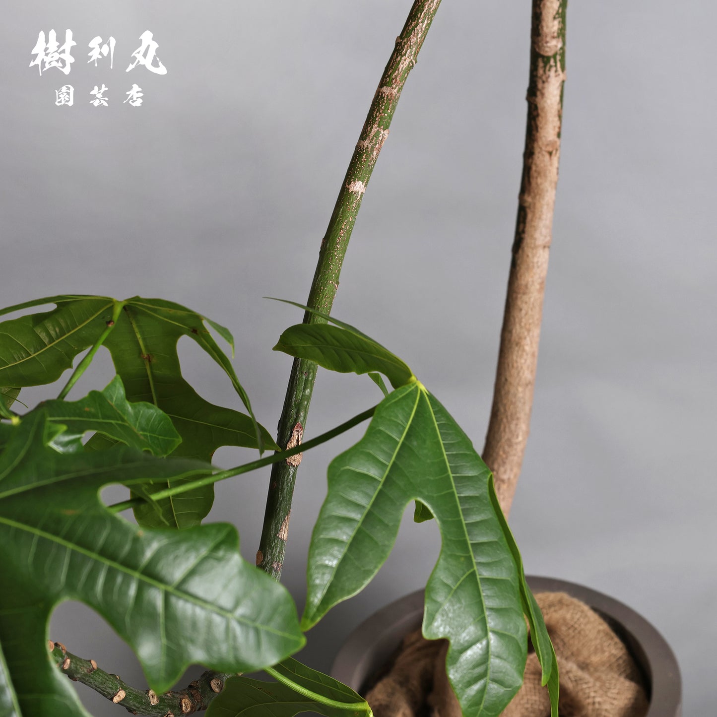 伸びる者の風格 - プラキチトン アケリフォリウス