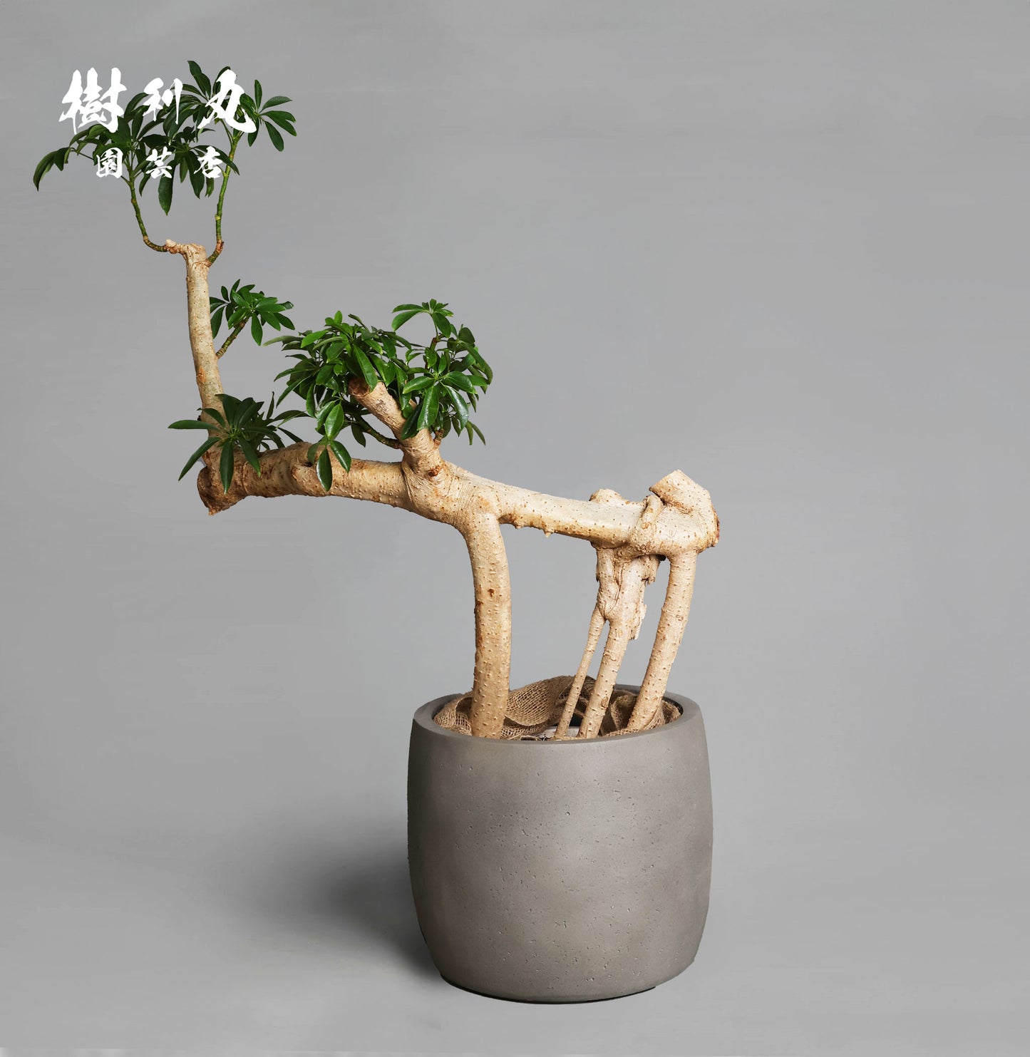 不完全の中に、完成を見る - シェフレラ