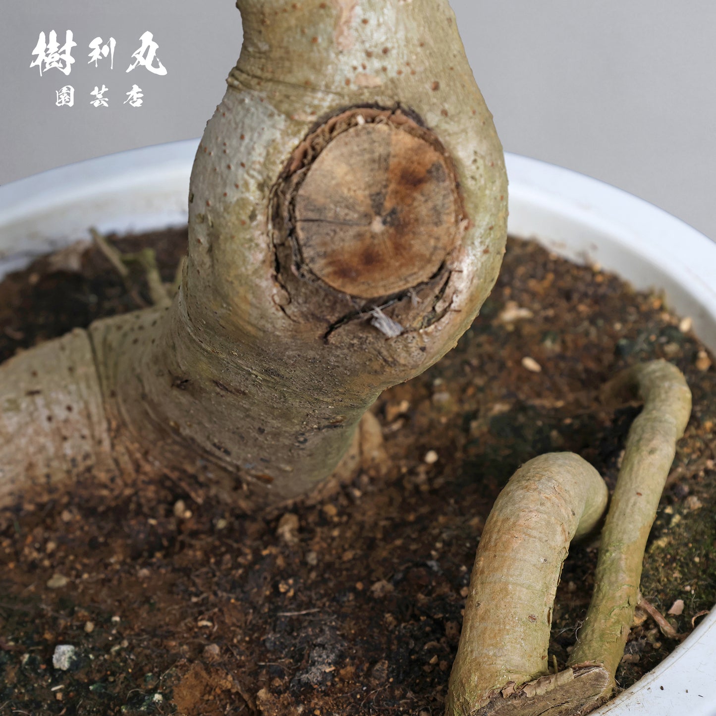 信じた方角に、伸びよ - シェフレラ