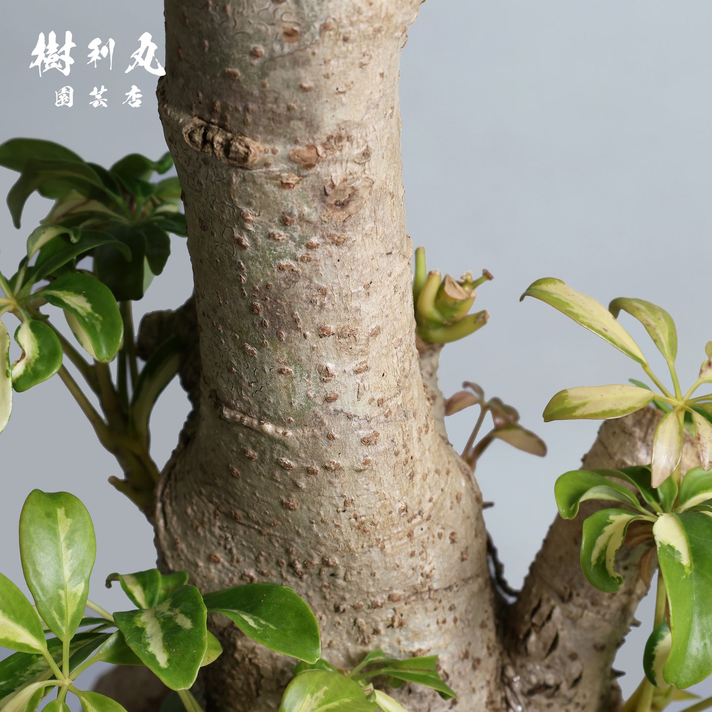 誇りは音なく立つ - シェフレラ