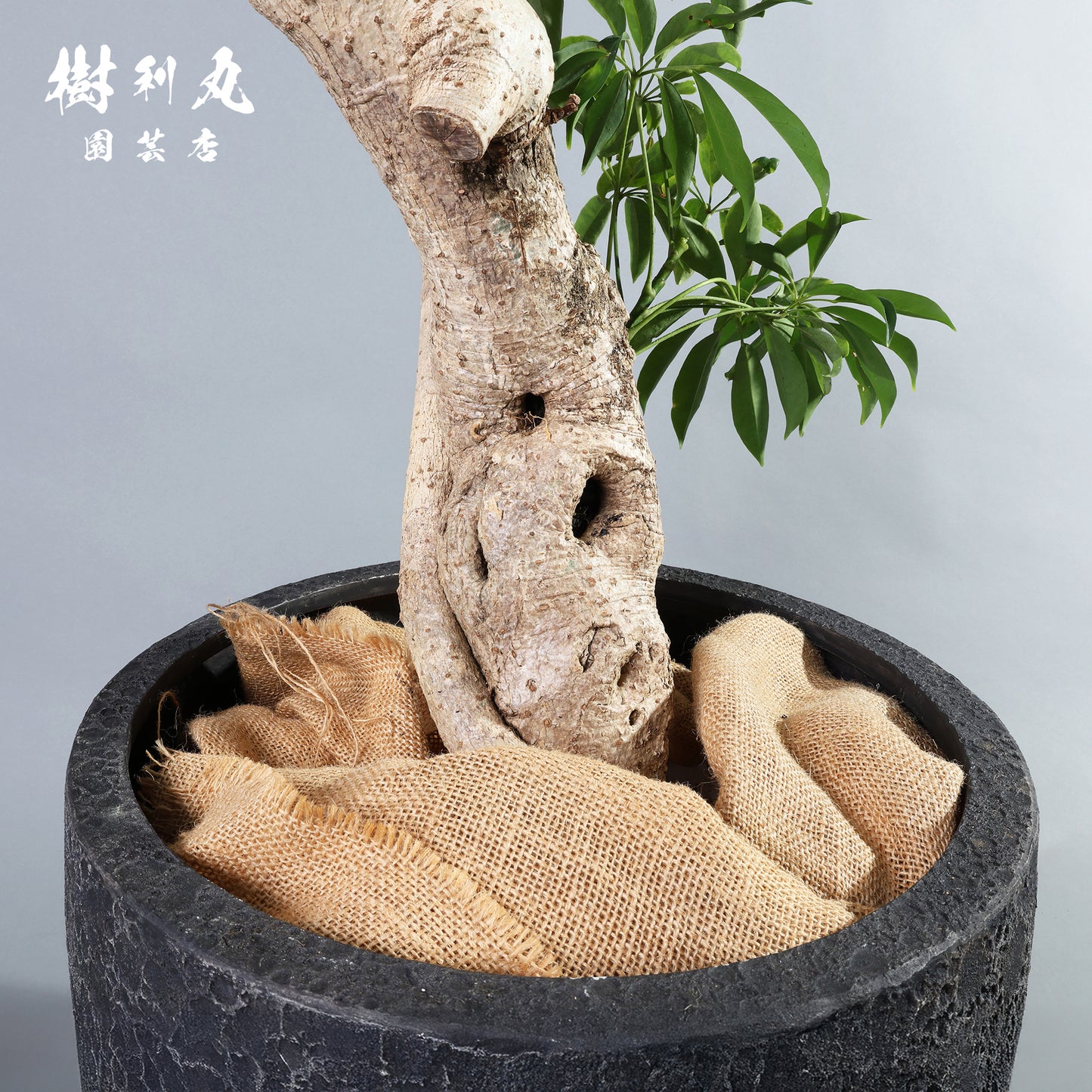 やわらかく、したたかに - シェフレラ