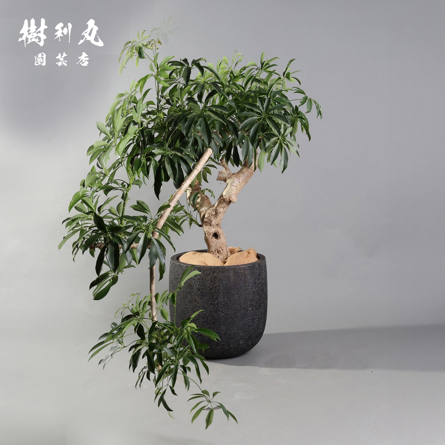 やわらかく、したたかに - シェフレラ