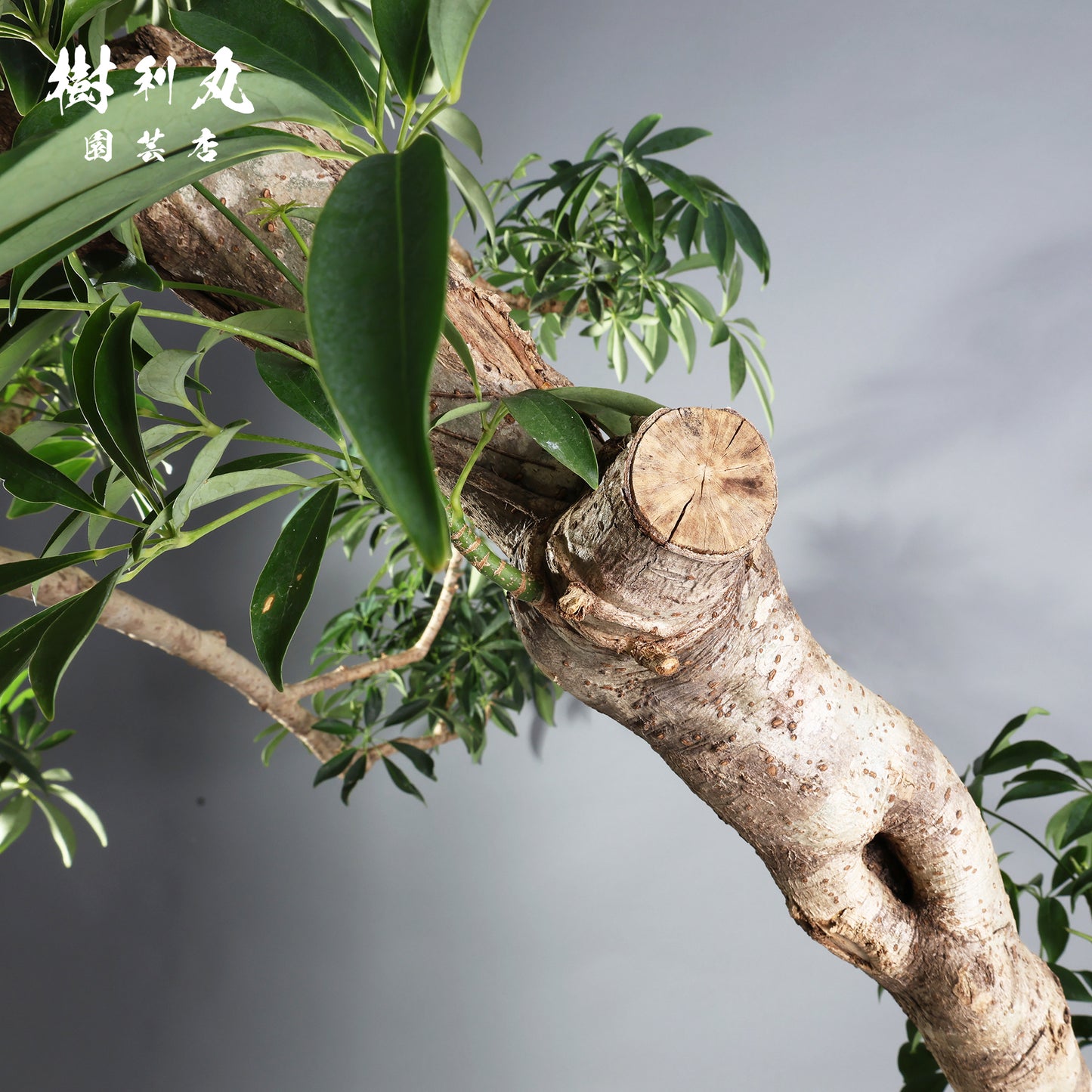 強さは、しなやかであれ - シェフレラ