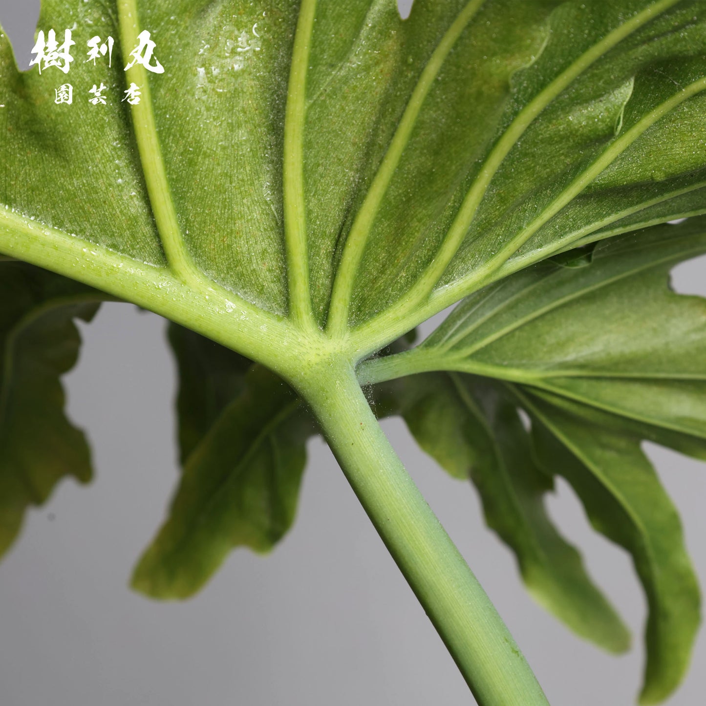力は、語らずとも伝わる - セローム