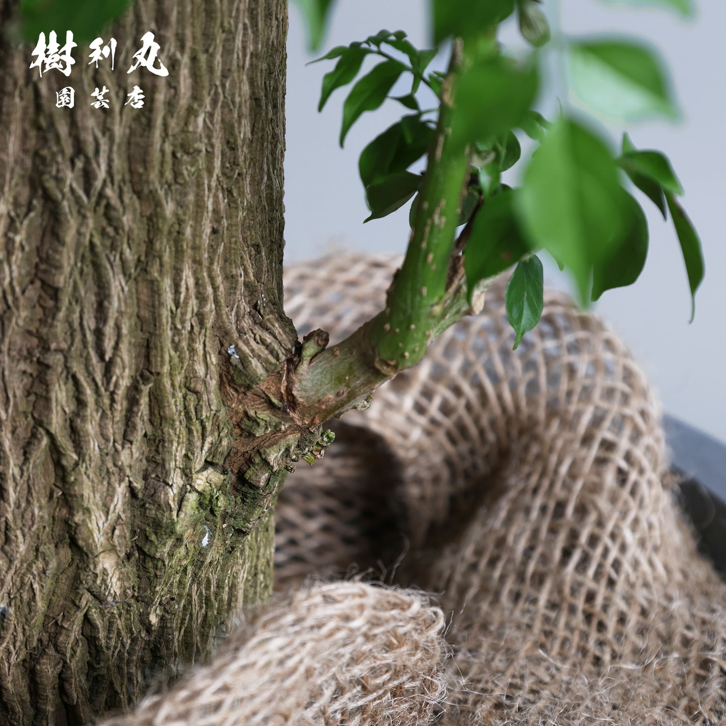 乾きを知らぬ、静の力 - ステレオスペルマム