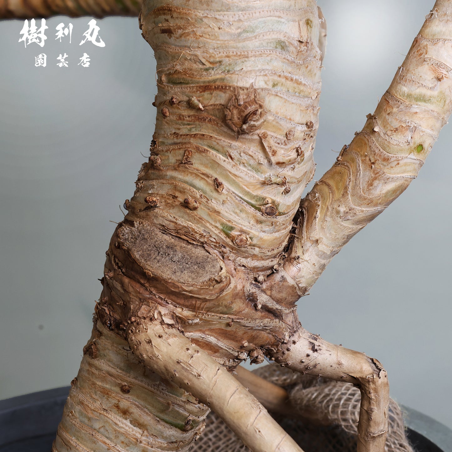 揺れながら、軸は太く - タコの木