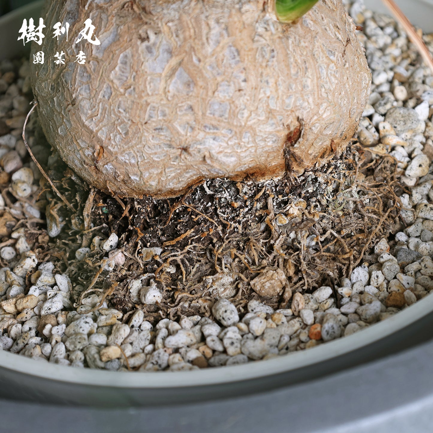 沈黙が、強さを養う - トックリラン