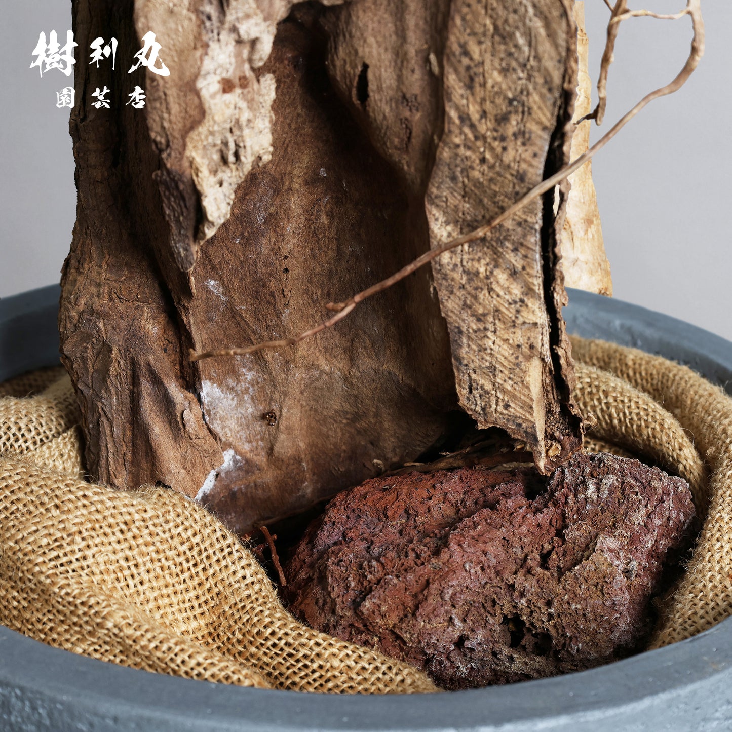 静けさの中に、刃を研ぐ - ユッカ