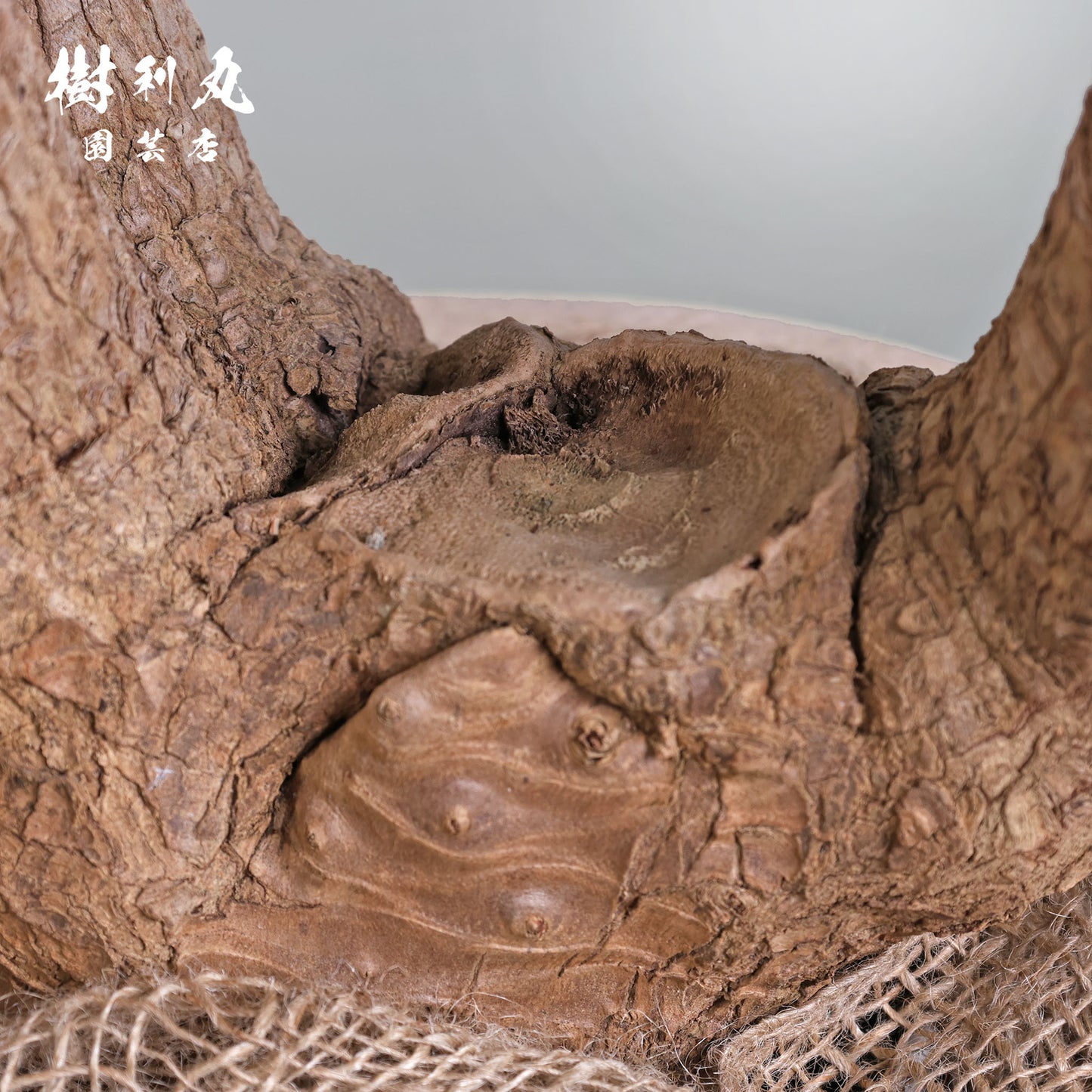 逆風を糧に - ユッカ