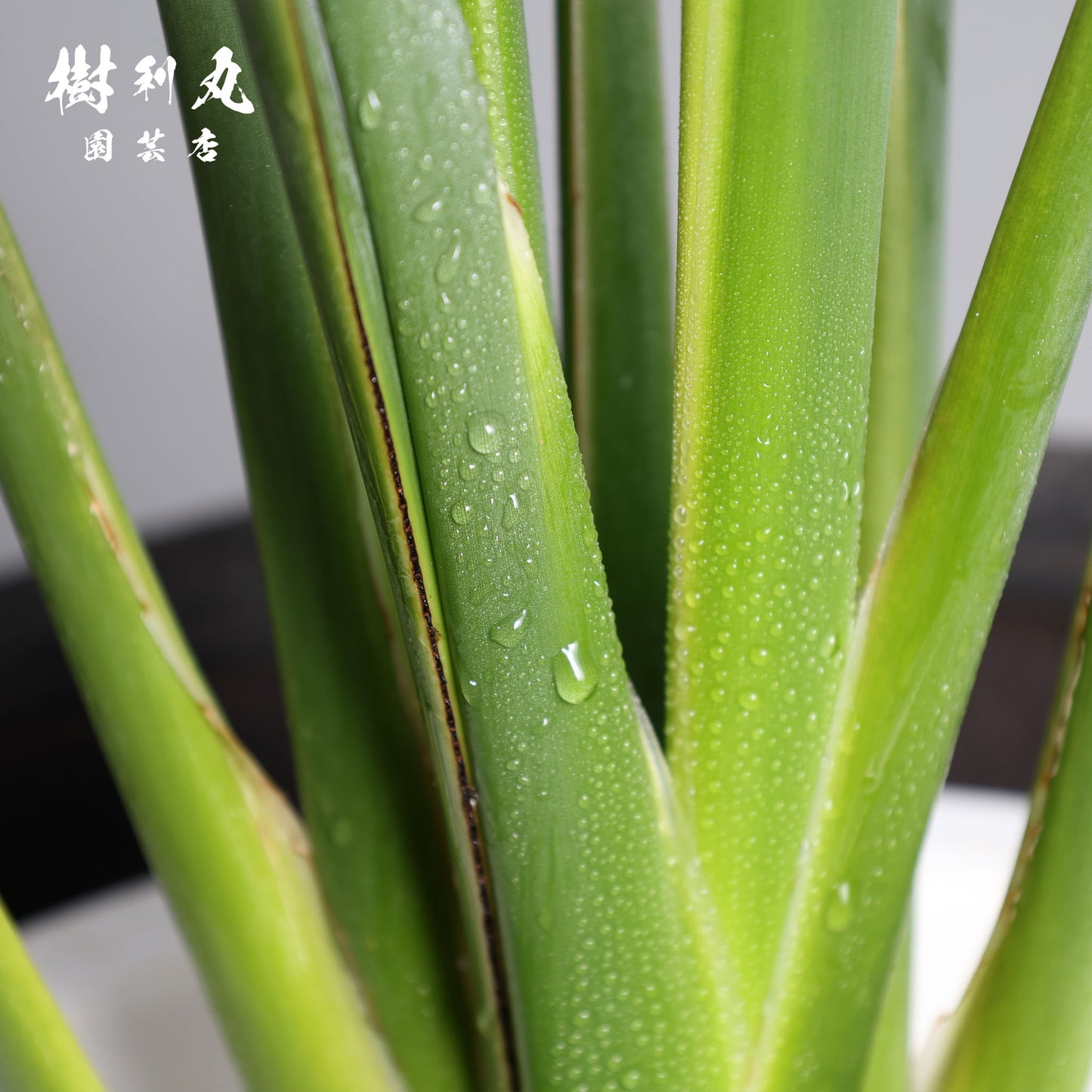 曲げず、騒がず、通す芯 - ストレリチア・ユンケア