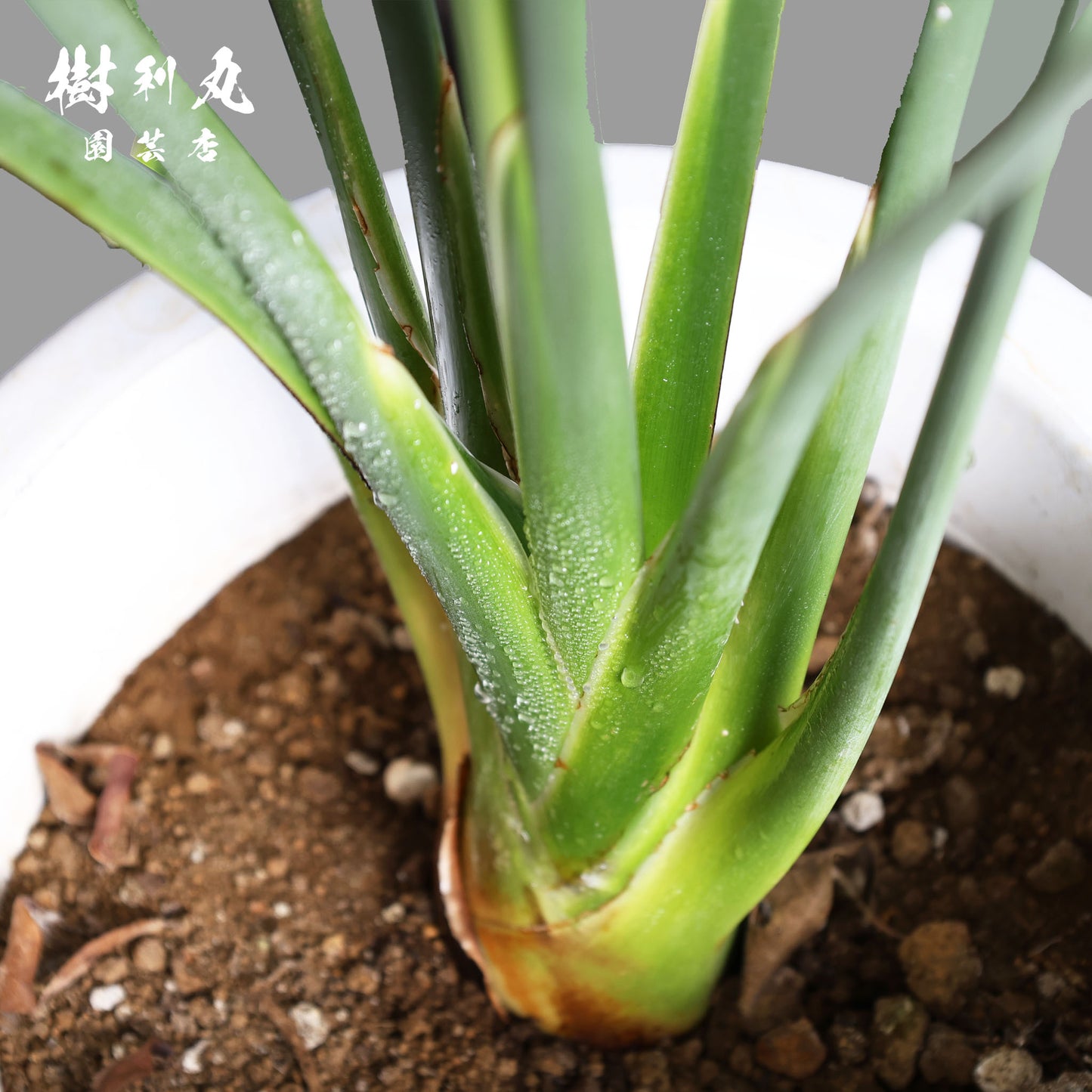 曲げず、騒がず、通す芯 - ストレリチア・ユンケア