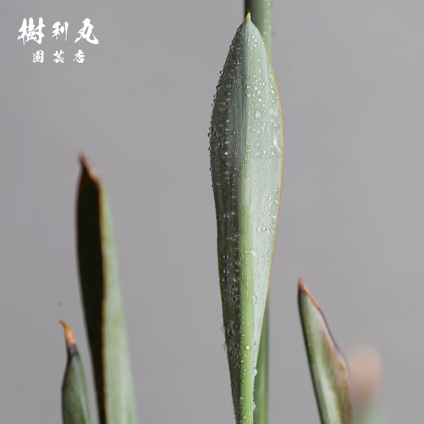 曲げず、騒がず、通す芯 - ストレリチア・ユンケア