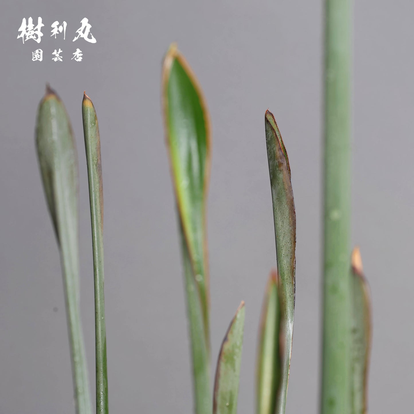 曲げず、騒がず、通す芯 - ストレリチア・ユンケア