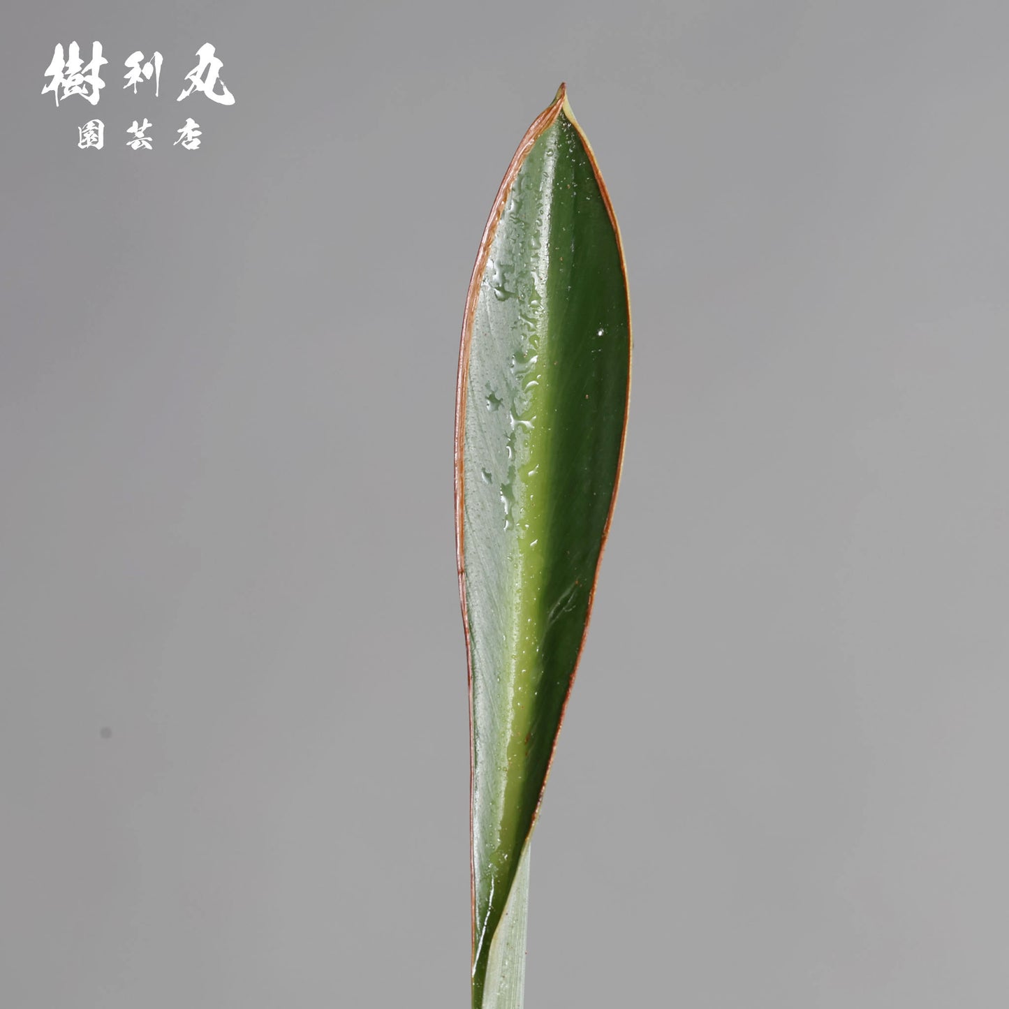 曲げず、騒がず、通す芯 - ストレリチア・ユンケア