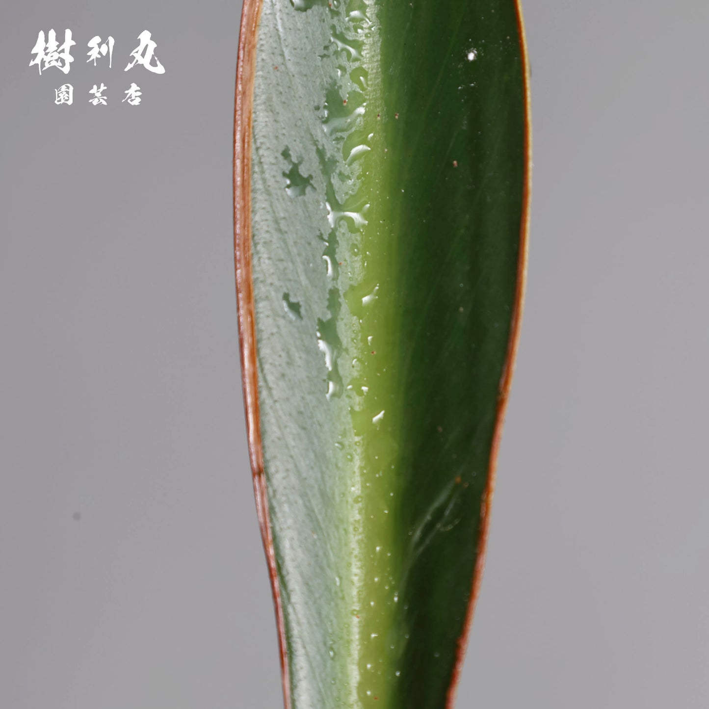 曲げず、騒がず、通す芯 - ストレリチア・ユンケア
