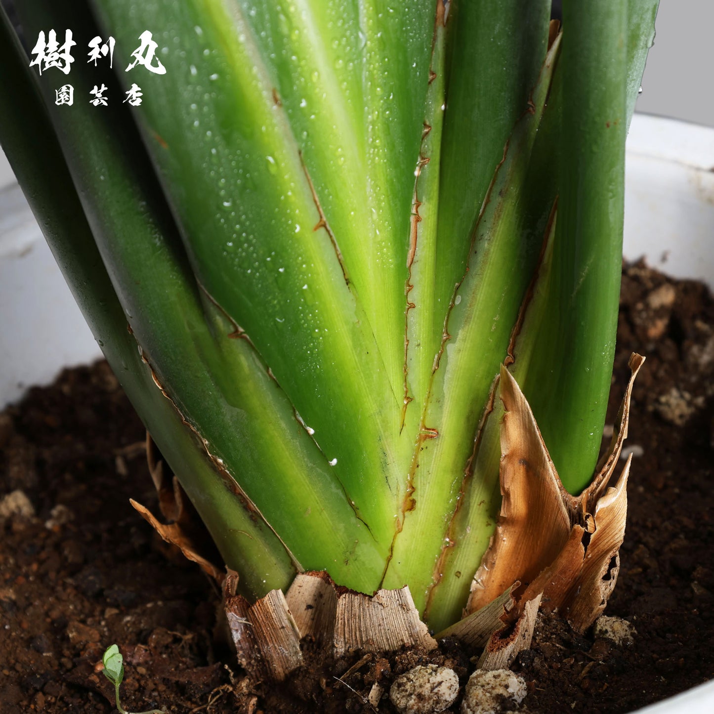 曲げず、騒がず、通す芯 - ストレリチア・ユンケア