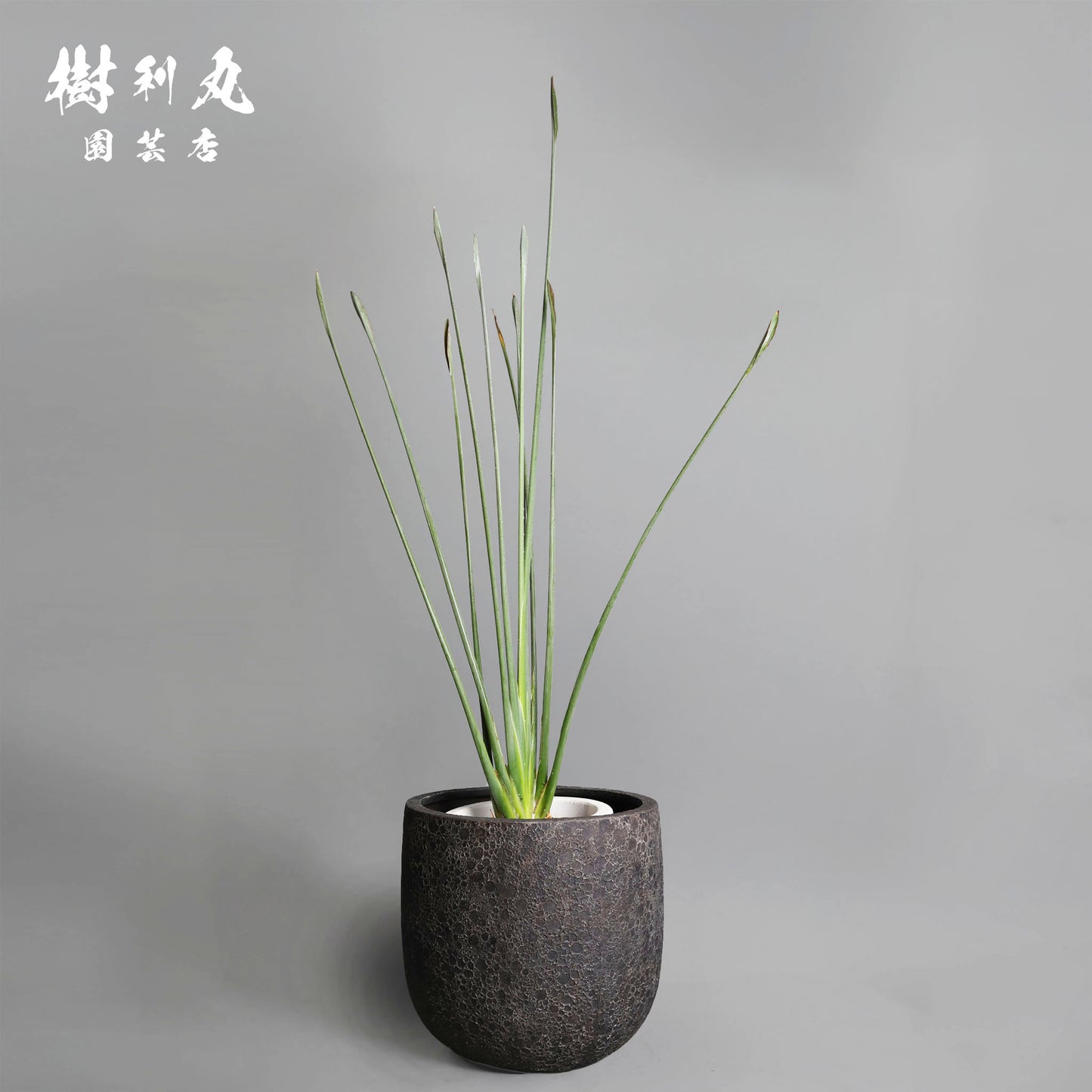 曲げず、騒がず、通す芯 - ストレリチア・ユンケア