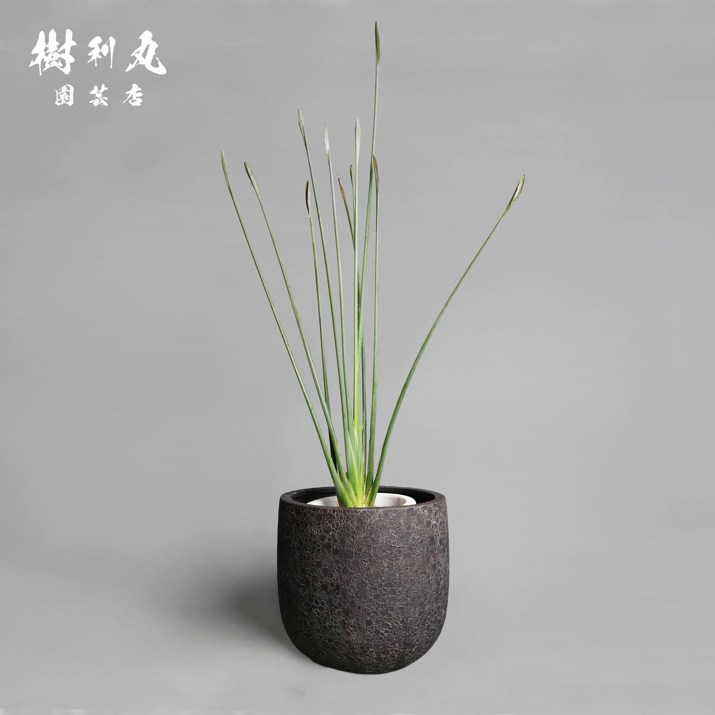 曲げず、騒がず、通す芯 - ストレリチア・ユンケア