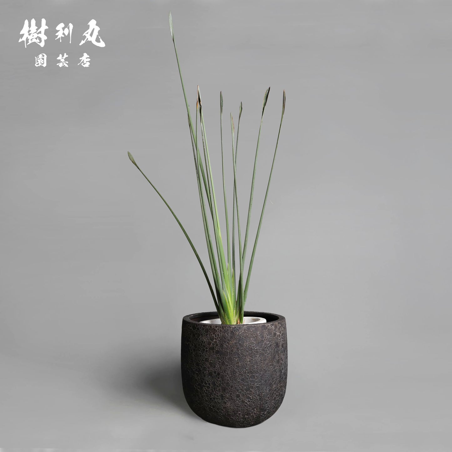 曲げず、騒がず、通す芯 - ストレリチア・ユンケア