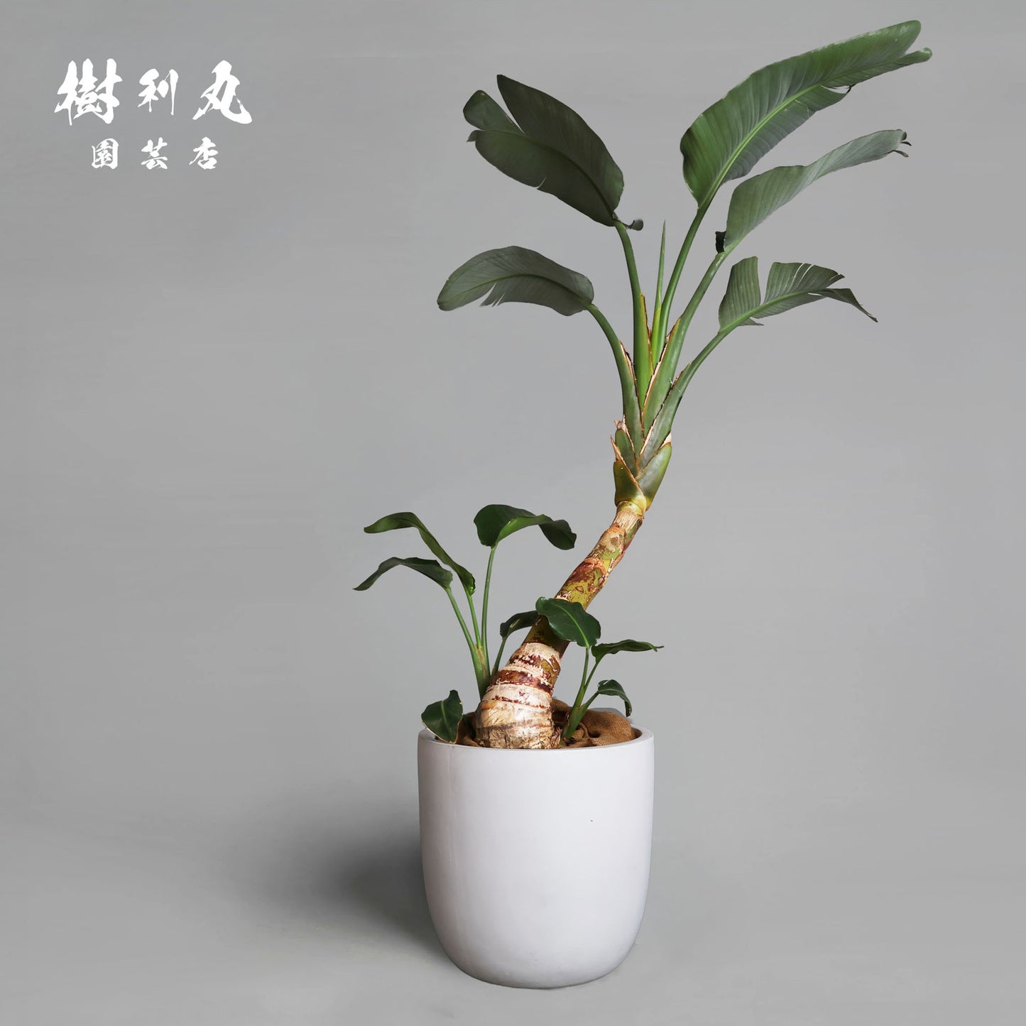 泰然と、強く生きる - ストレリチア・オーガスタ