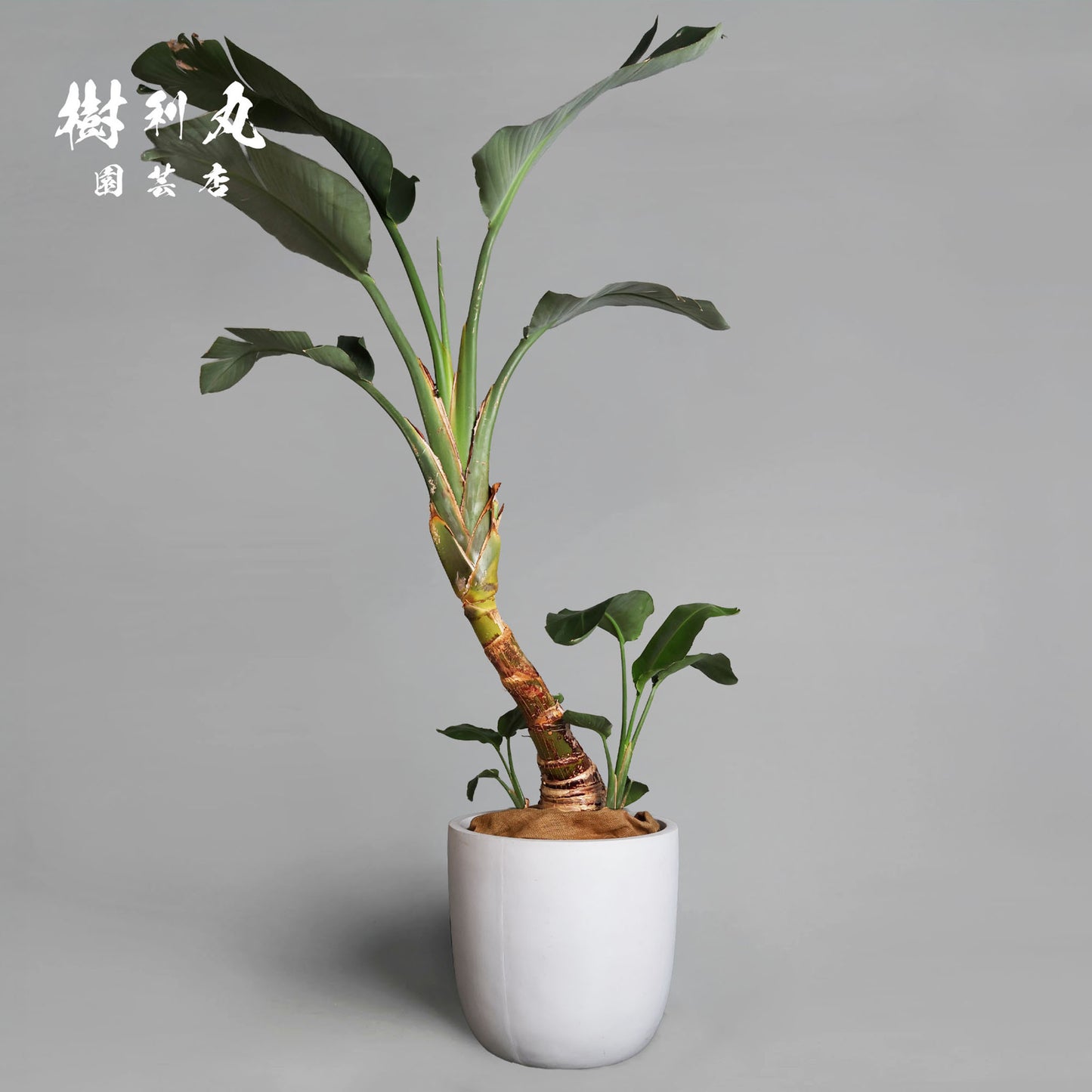 泰然と、強く生きる - ストレリチア・オーガスタ