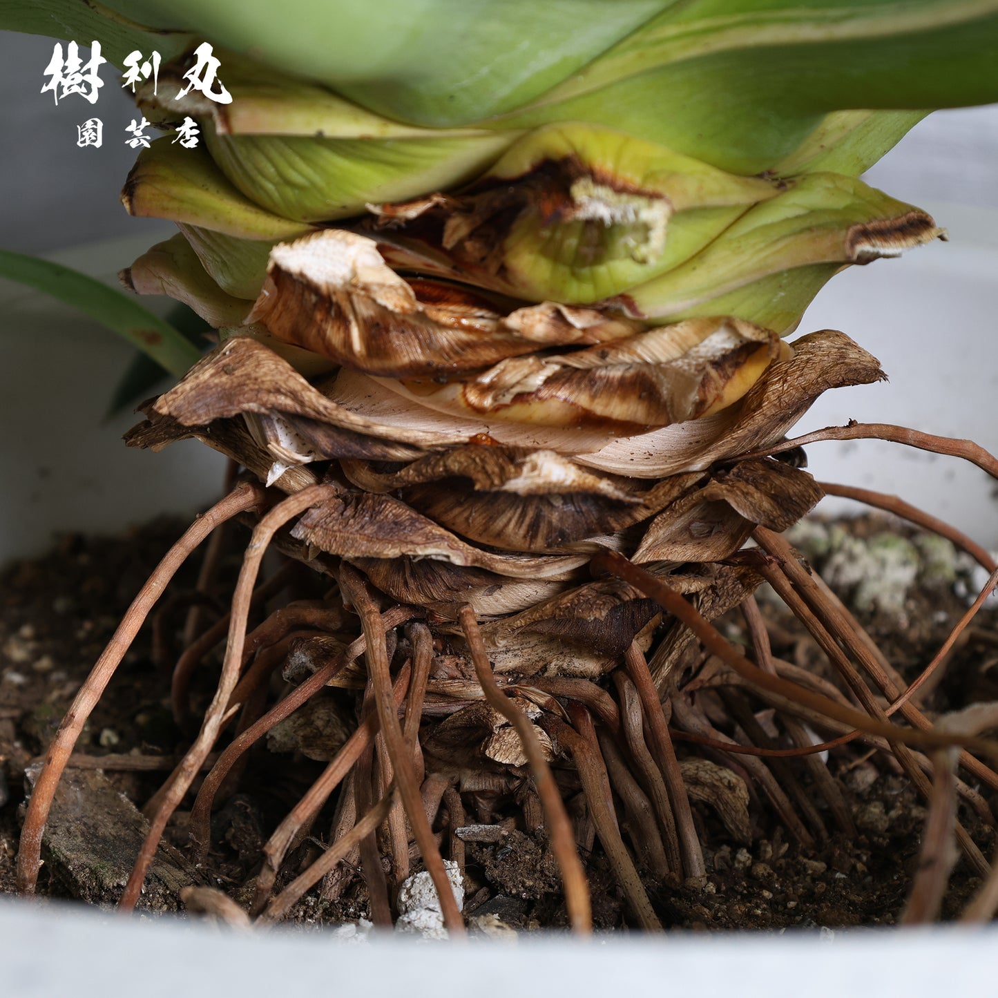 鋭さと厚み、その両立 - アガベ・ベネズエラ