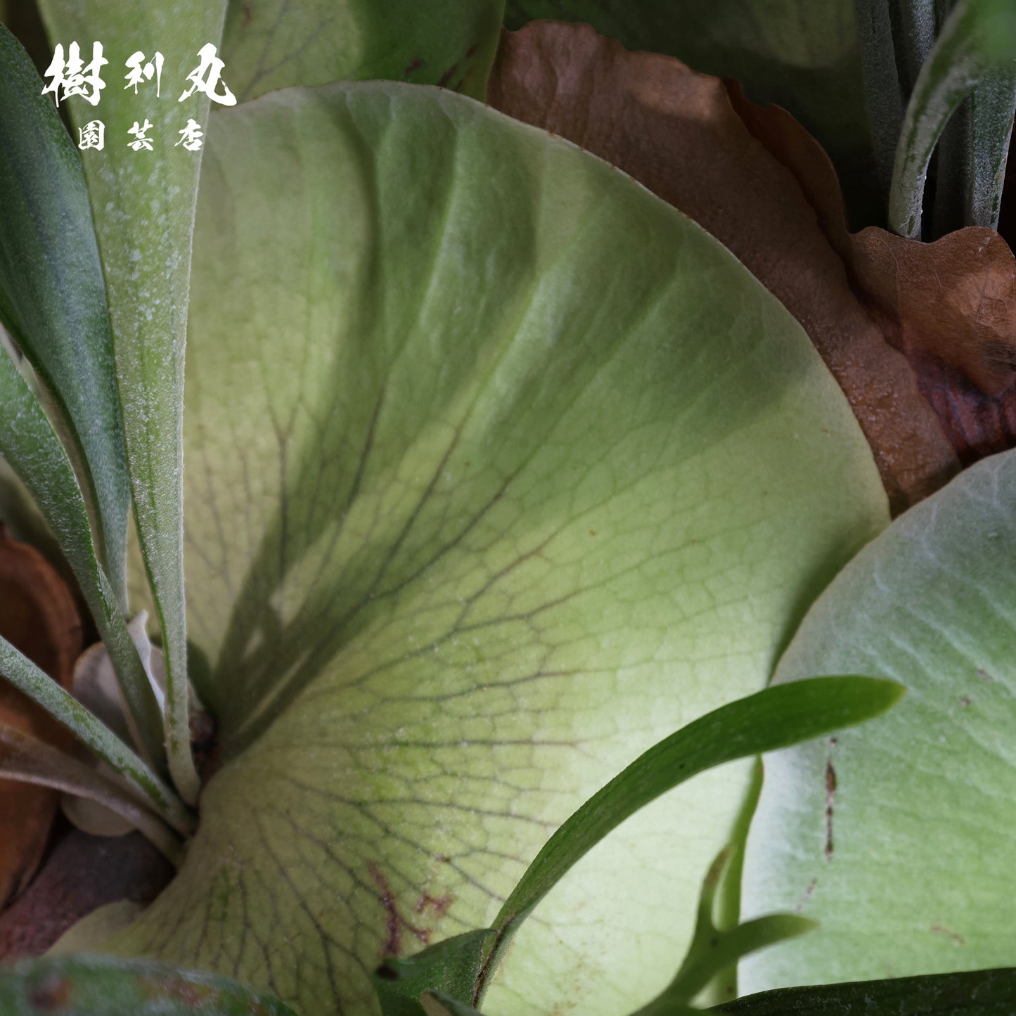 孤高にして、豊穣 - ビカクシダ