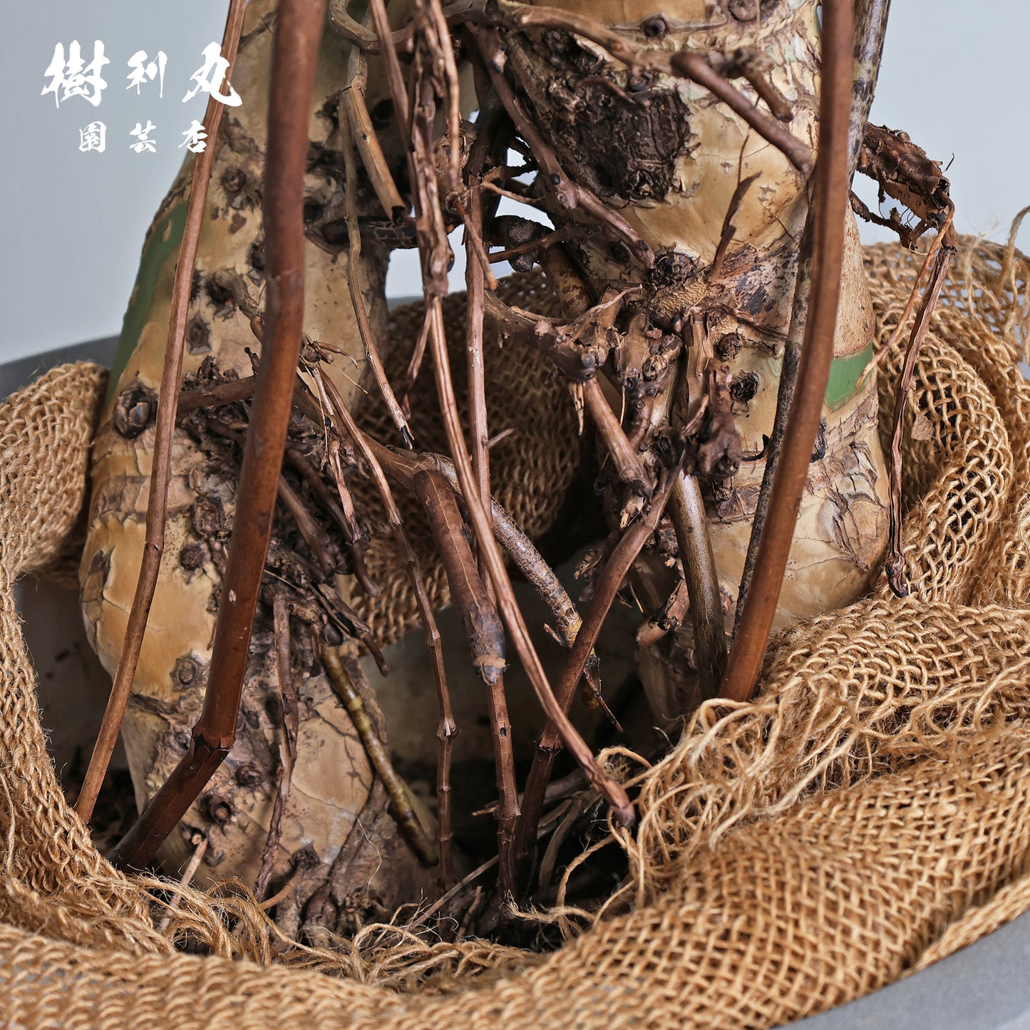 無骨でも内に熱を - モンステラ