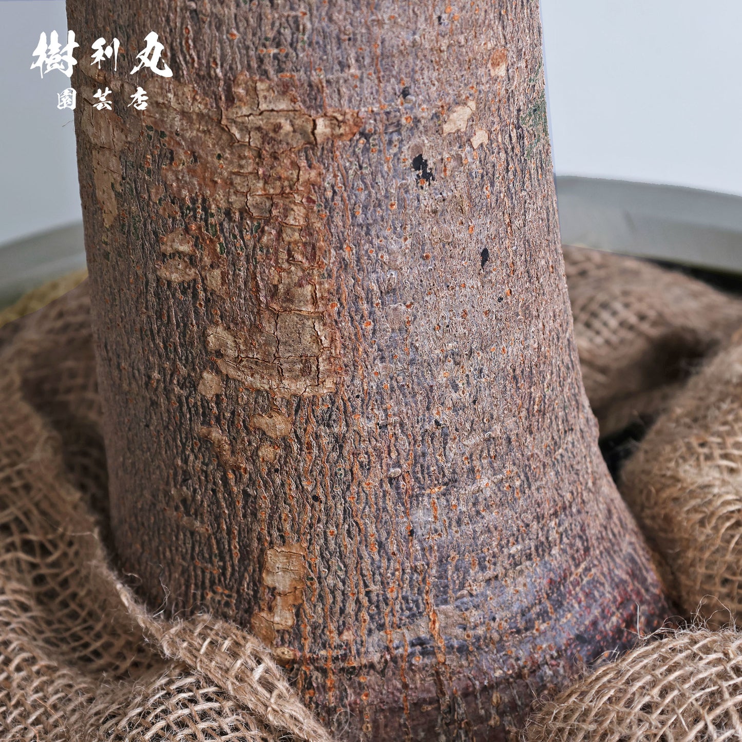 凛として、異彩放つ - パキラ