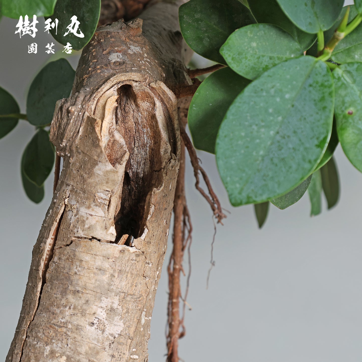 緑が強さを育てる- ガジュマル