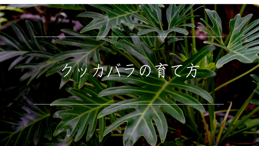クッカバラの育て方まとめ!セロームとの見分け方も紹介 – 樹利丸 園芸店 クッカバラの育て方まとめ!セロームとの見分け方も紹介 – 樹利丸 園芸店