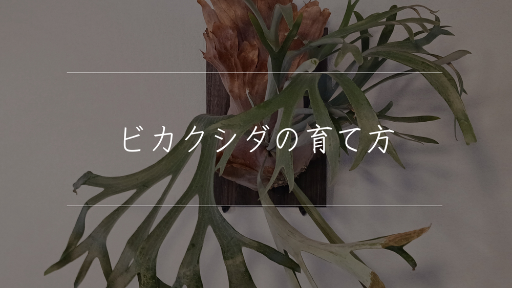 魅力満載!ビカクシダ(コウモリラン)の育て方|品種ごとの特徴も紹介 魅力満載!ビカクシダ(コウモリラン)の育て方|品種ごとの特徴も紹介